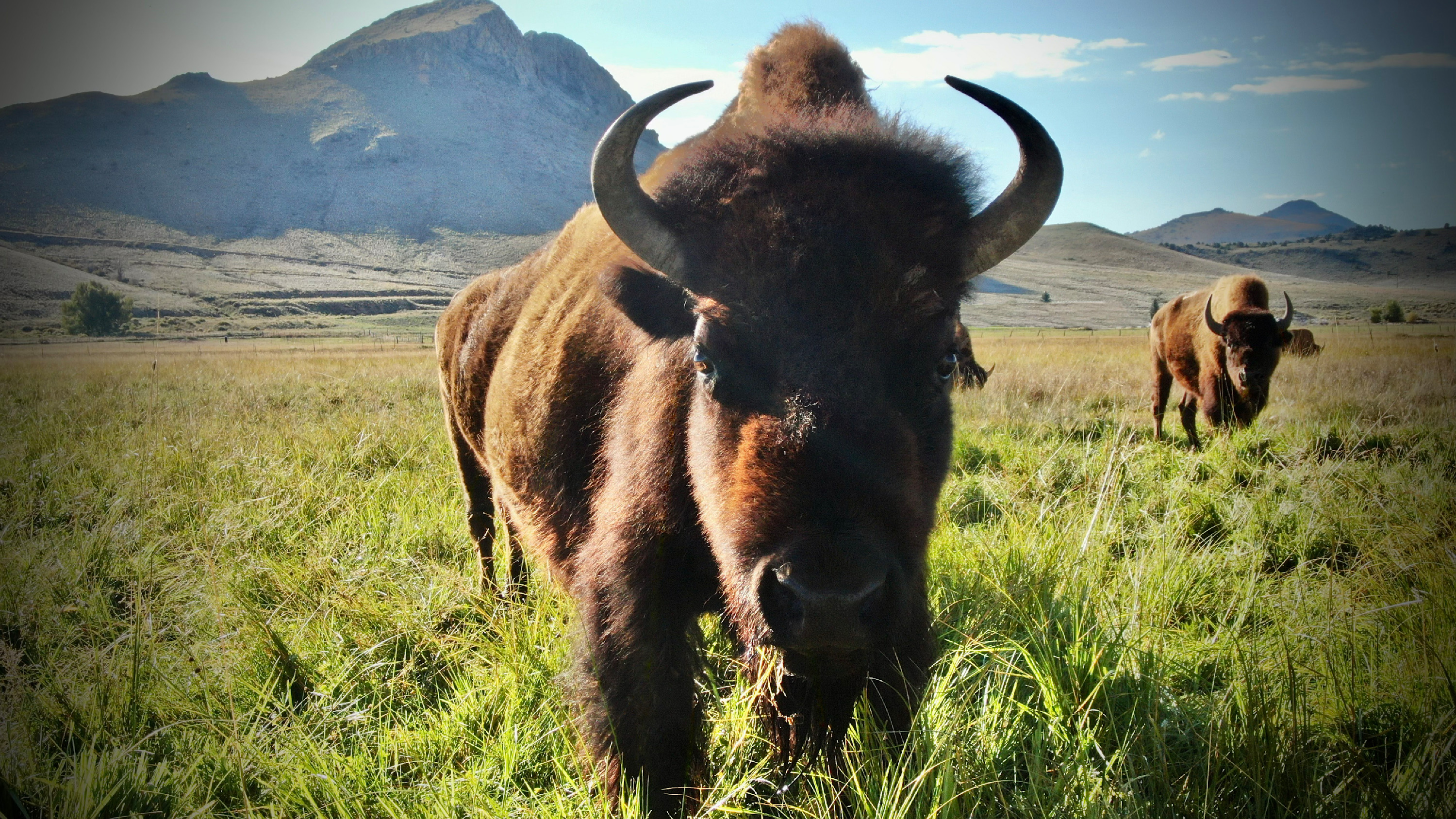 
        <div class='title'>
          Buffalo
        </div>
       
        <div class='description'>
          
        </div>
      