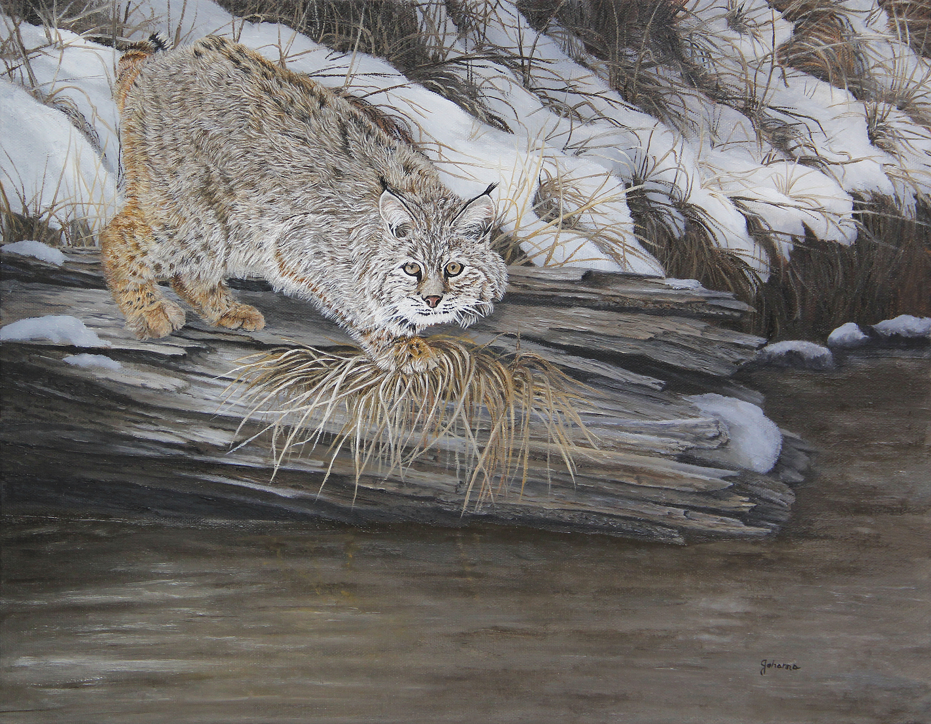 Johanna lerwick   on the prowl   bobcat 14x18  2800 k2ghun