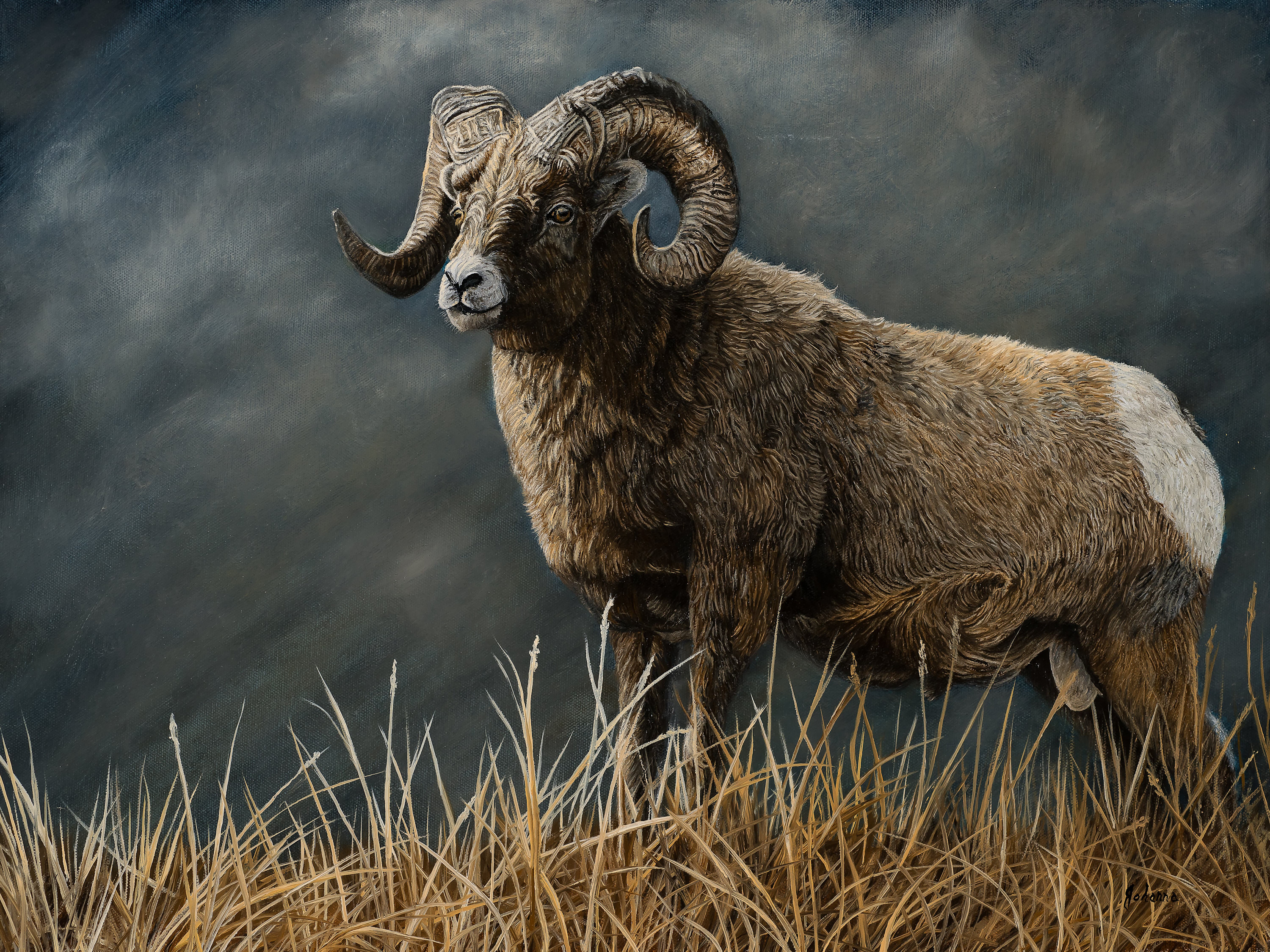 Johanna lerwick   powerful force bighorn sheep 18x24 dhjsvz