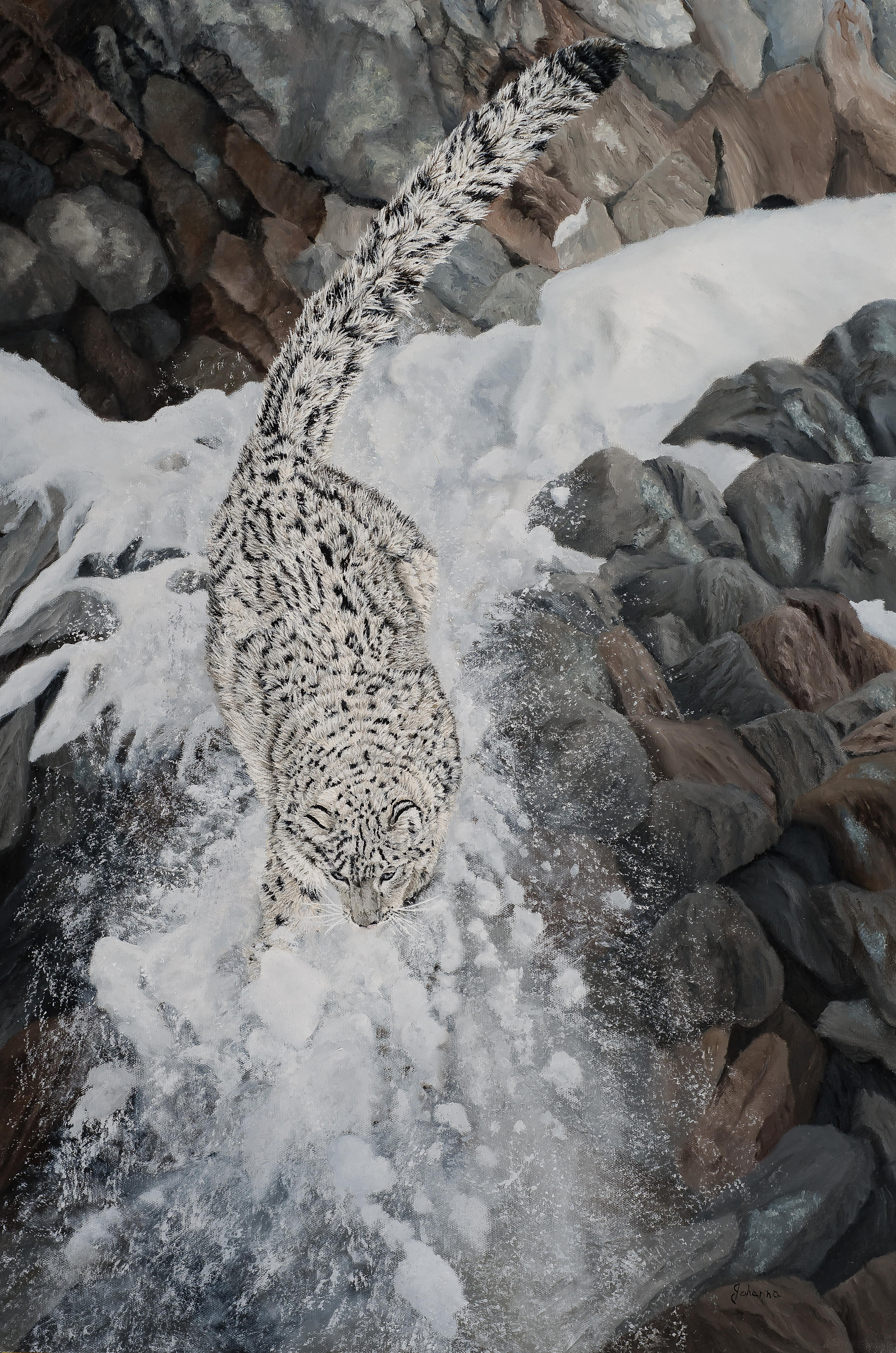 Johanna lerwick   the descent   snow leopard.jpg jje8qh