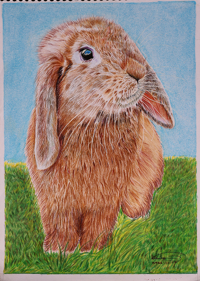 Bunny 8372 small 5x7 wajegz