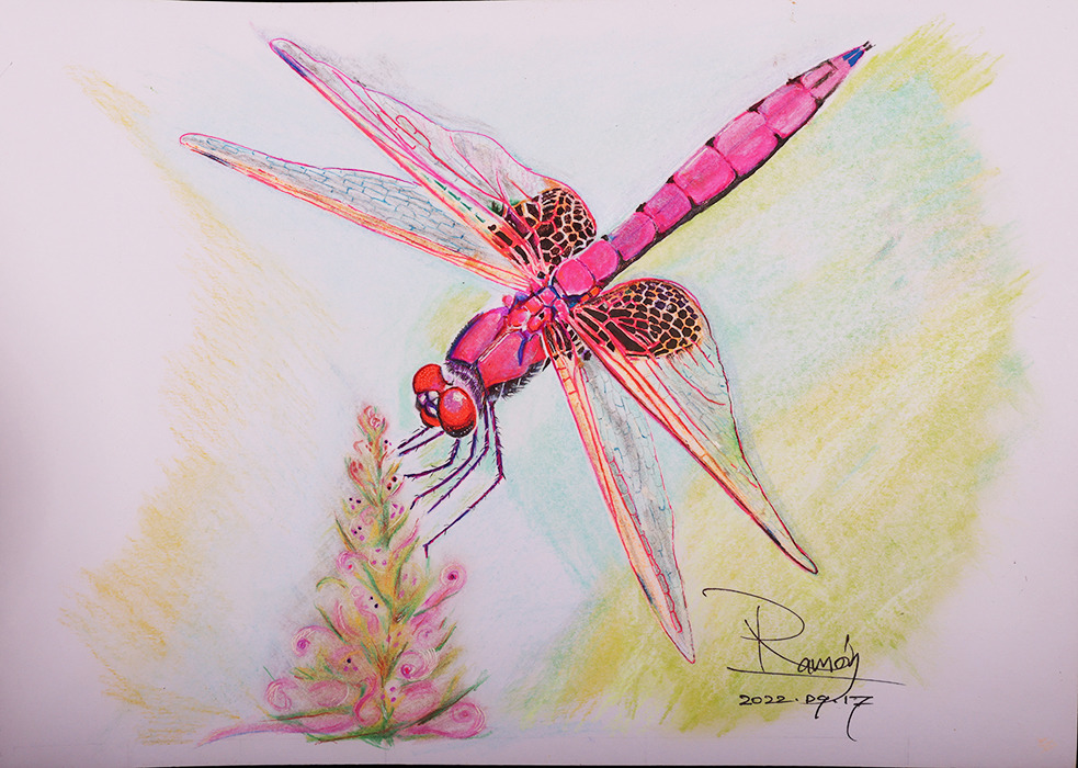 Dragon fly 8396 small 7x5 vfb3kq