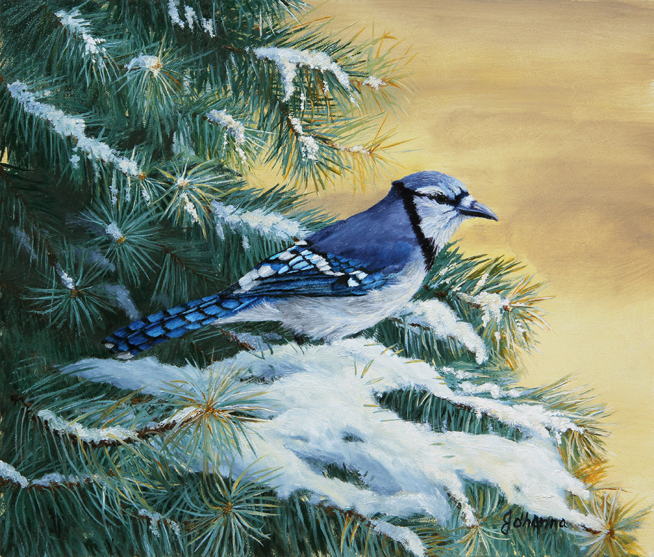 Blue jay and blue spruce c67m4q