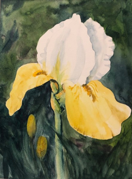 Yellow iris kprxvz