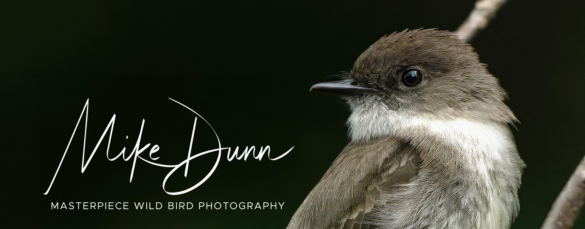 
        <div class='title'>
          Mike Dunn   Logo Mike Dunn Eastern Phoebe 1
        </div>
       