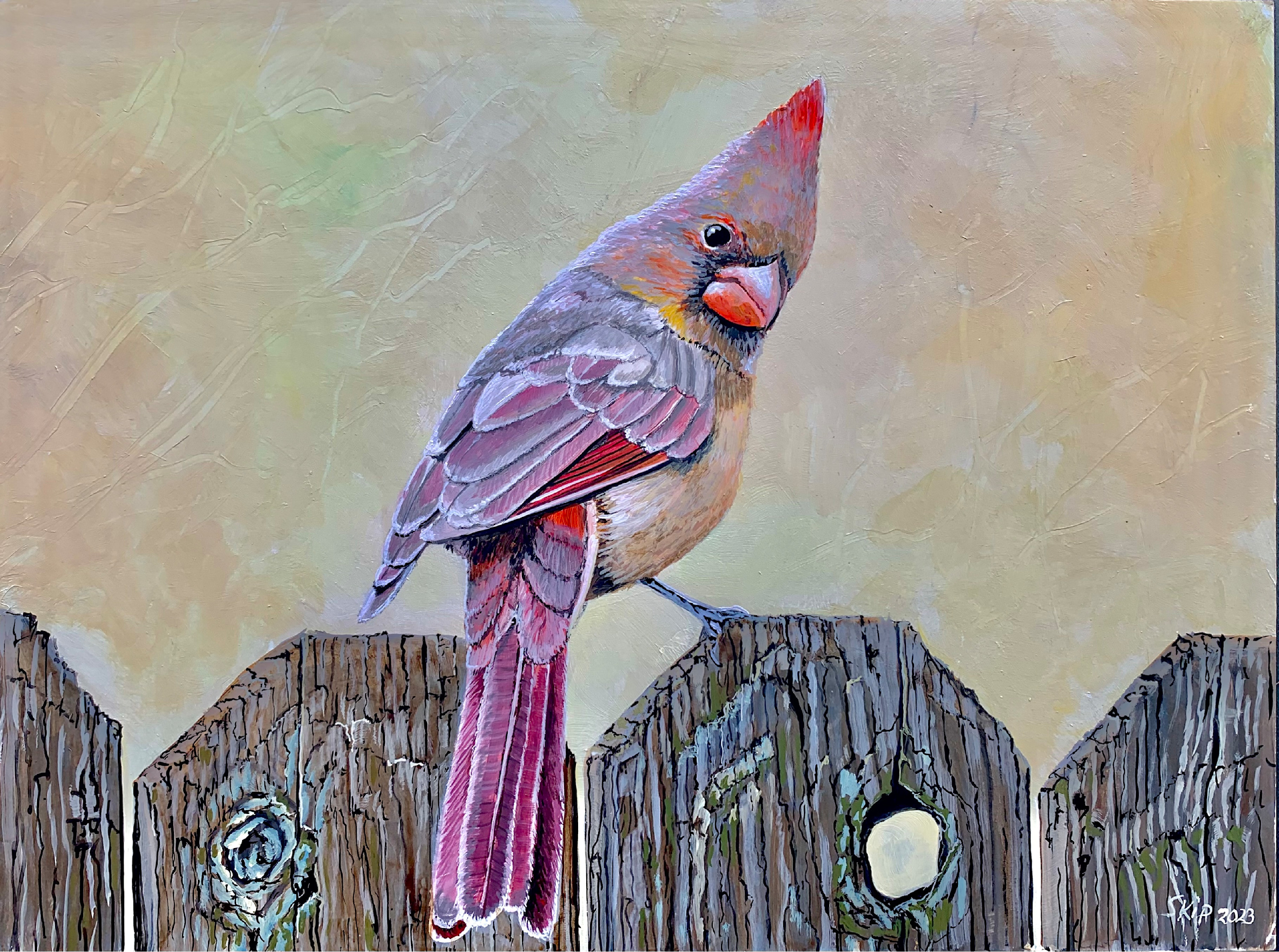 Femal cardinal on fence psaz7p