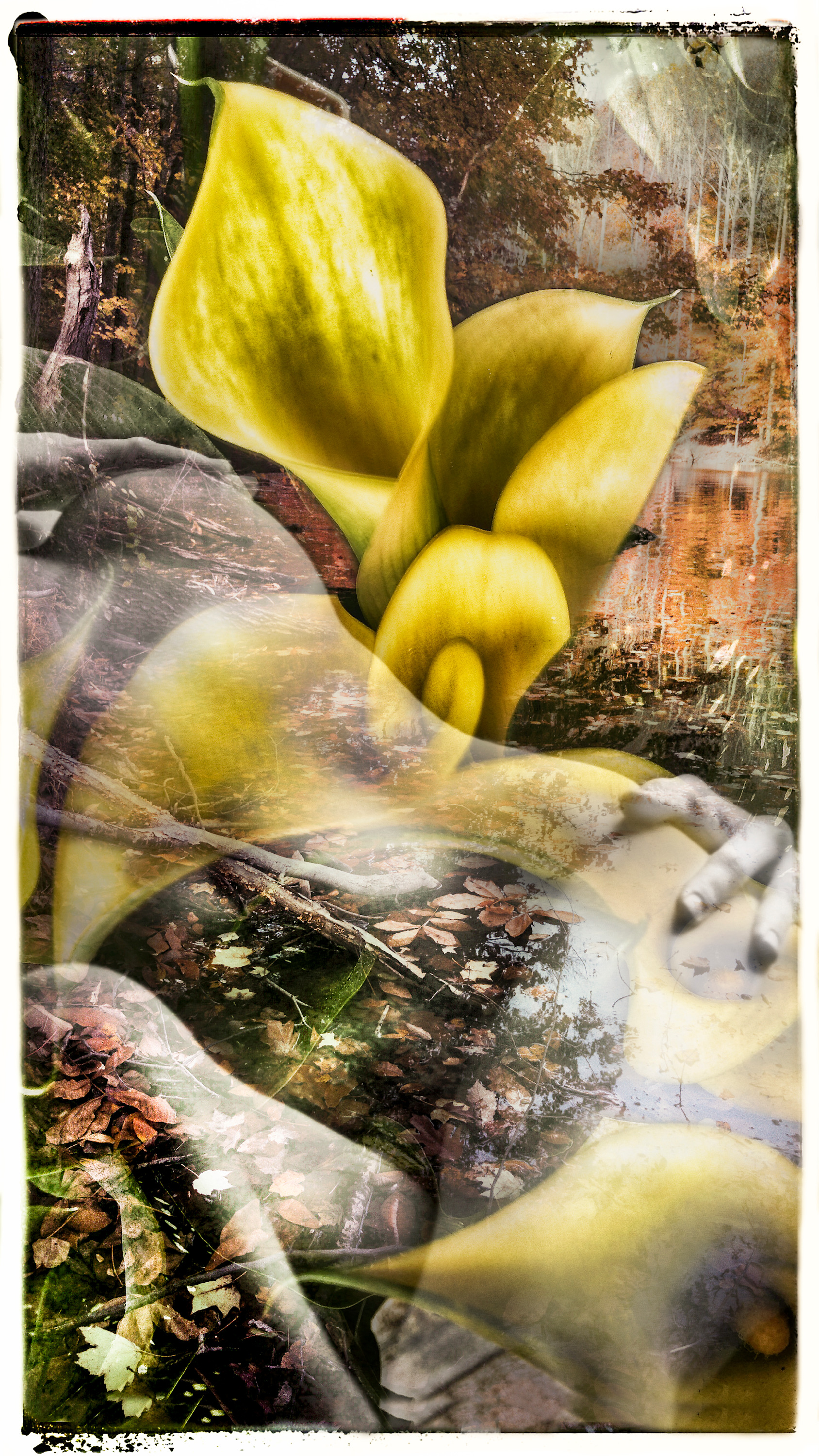 Stephen spartana lily ihufde