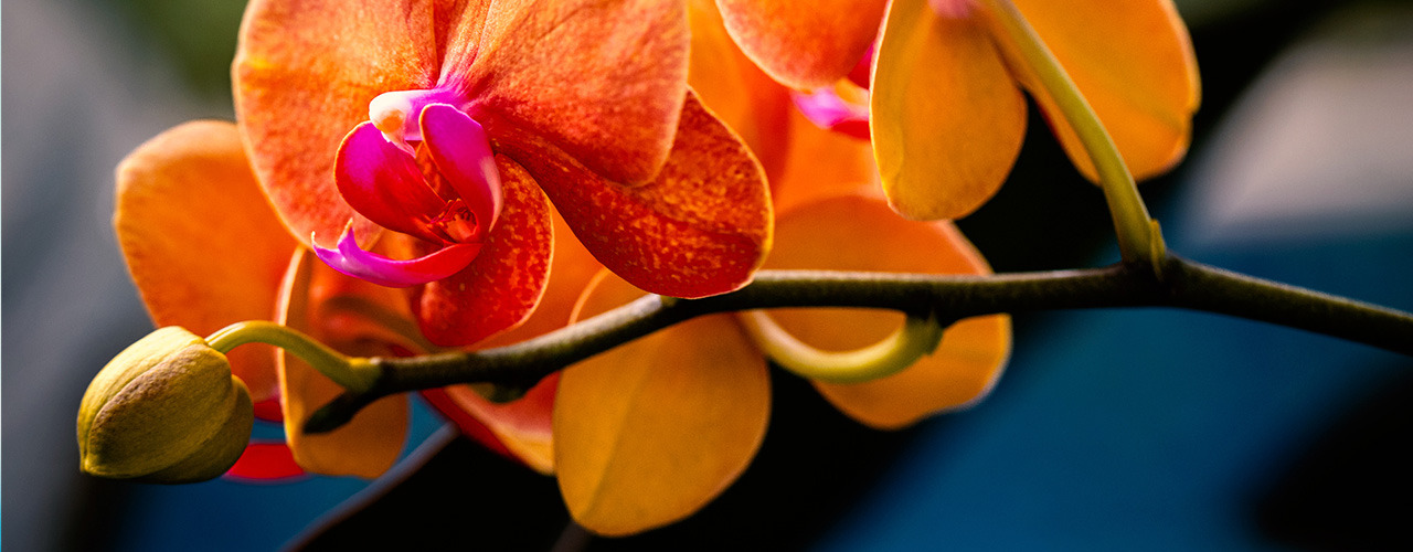 
        <div class='title'>
          orchid 2
        </div>
       