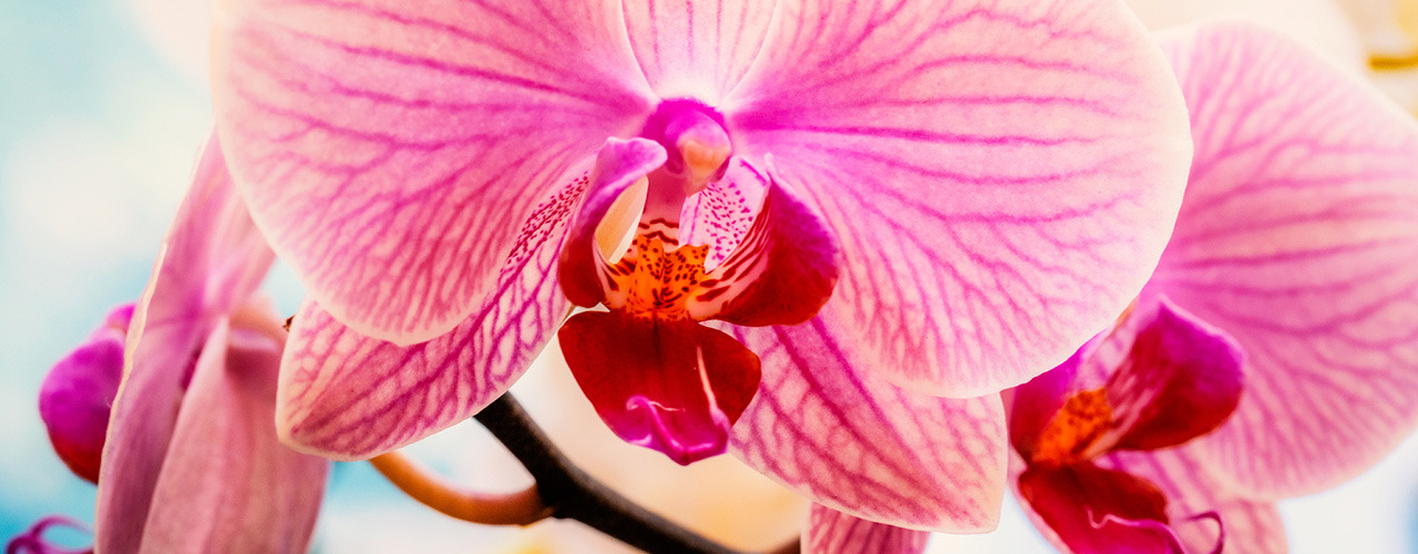 
        <div class='title'>
          orchid
        </div>
       