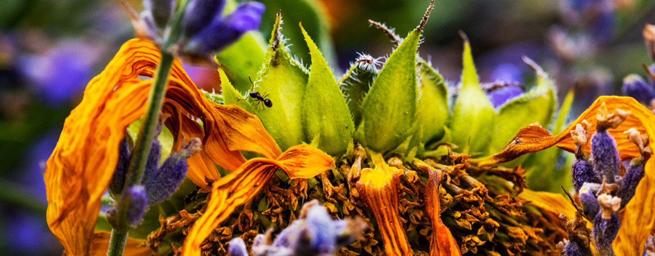 
        <div class='title'>
          sunflower ant
        </div>
       