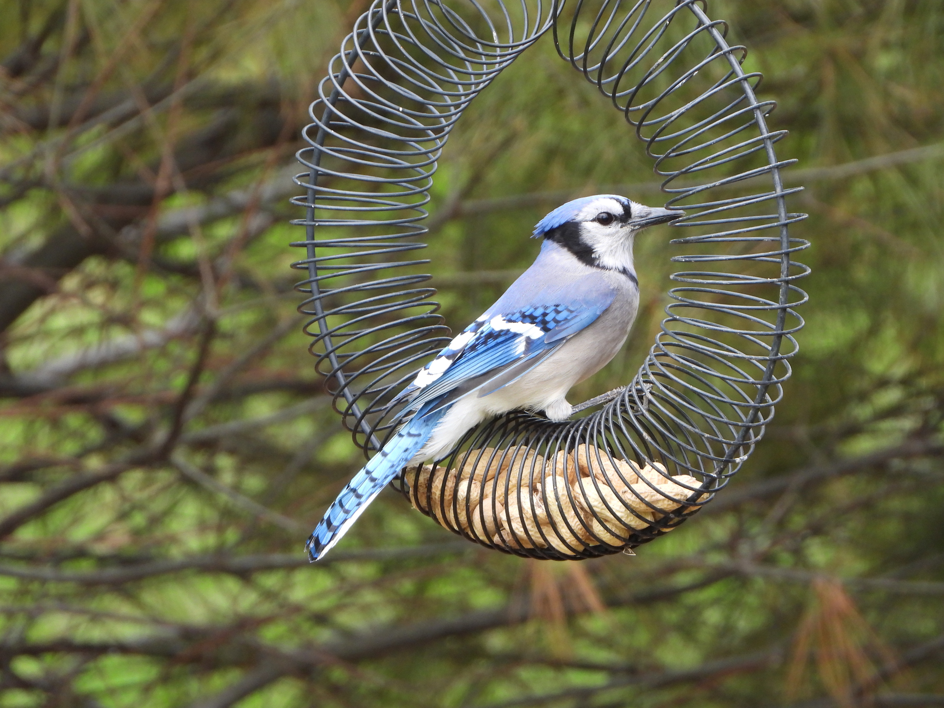 
        <div class='title'>
          DSCN1472
        </div>
       
        <div class='description'>
          
        </div>
      