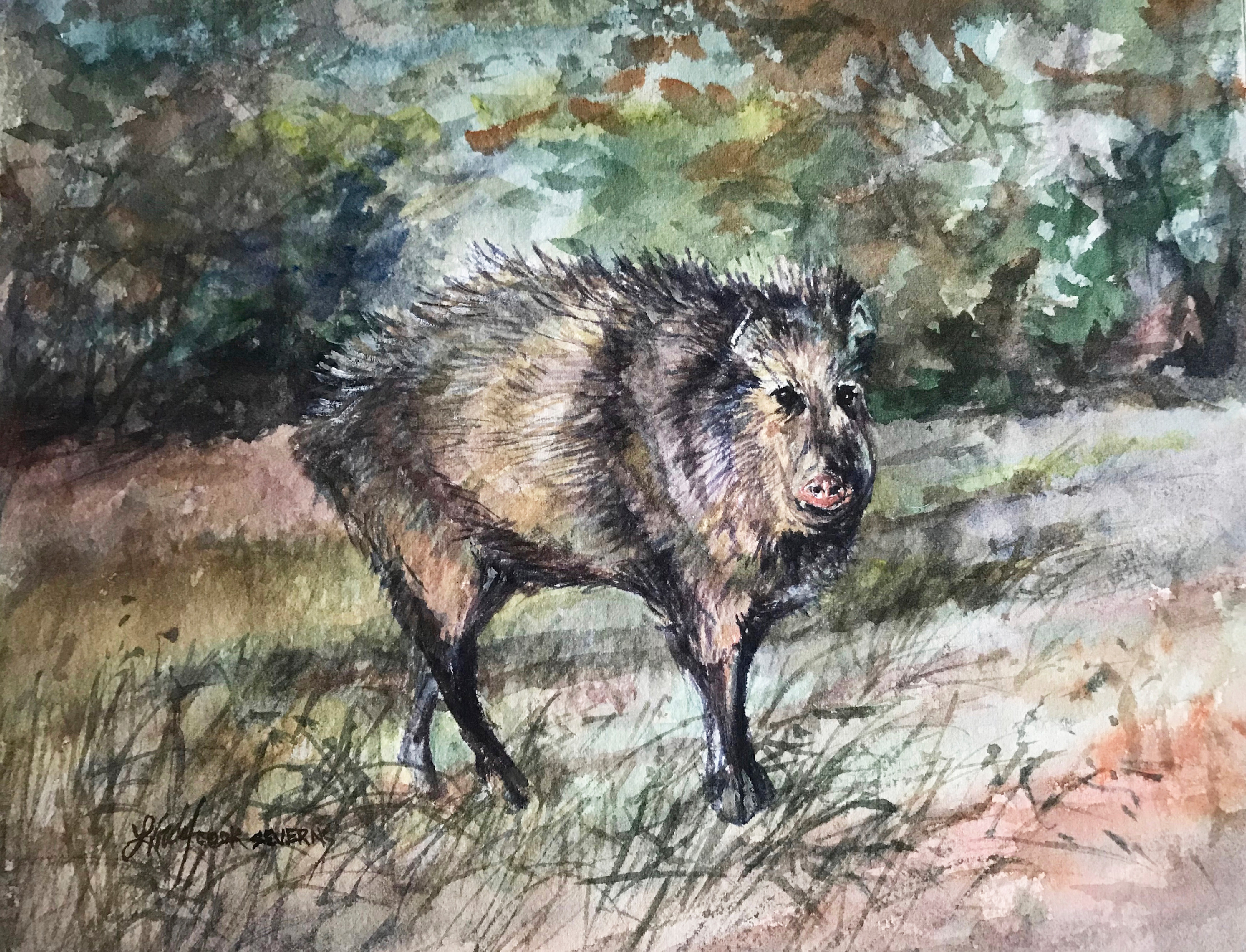 23j18 javelina with an attitude 8x10 watercolor lindy cook severns bay oyfnod