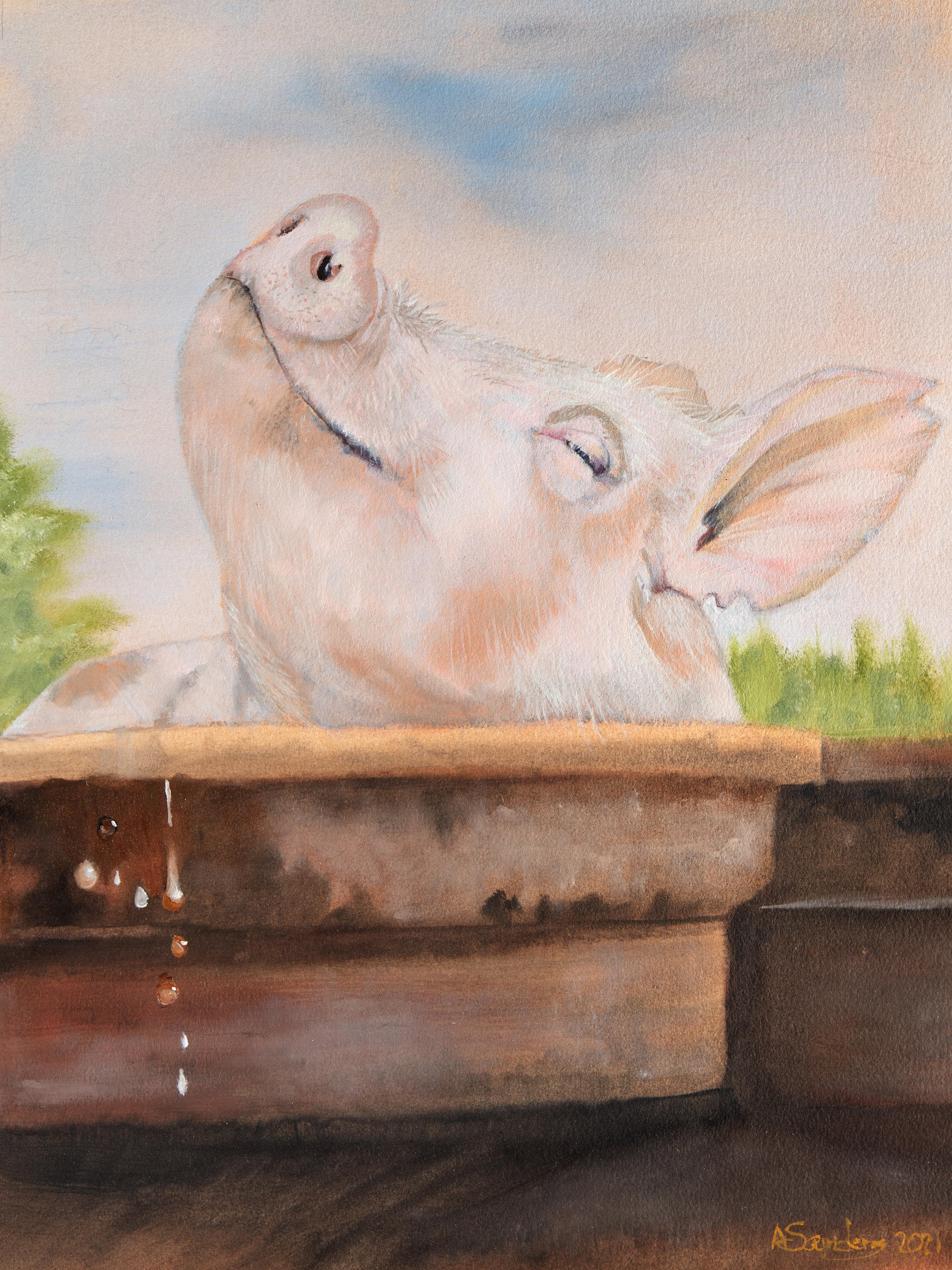 Piggy joy bqiizb