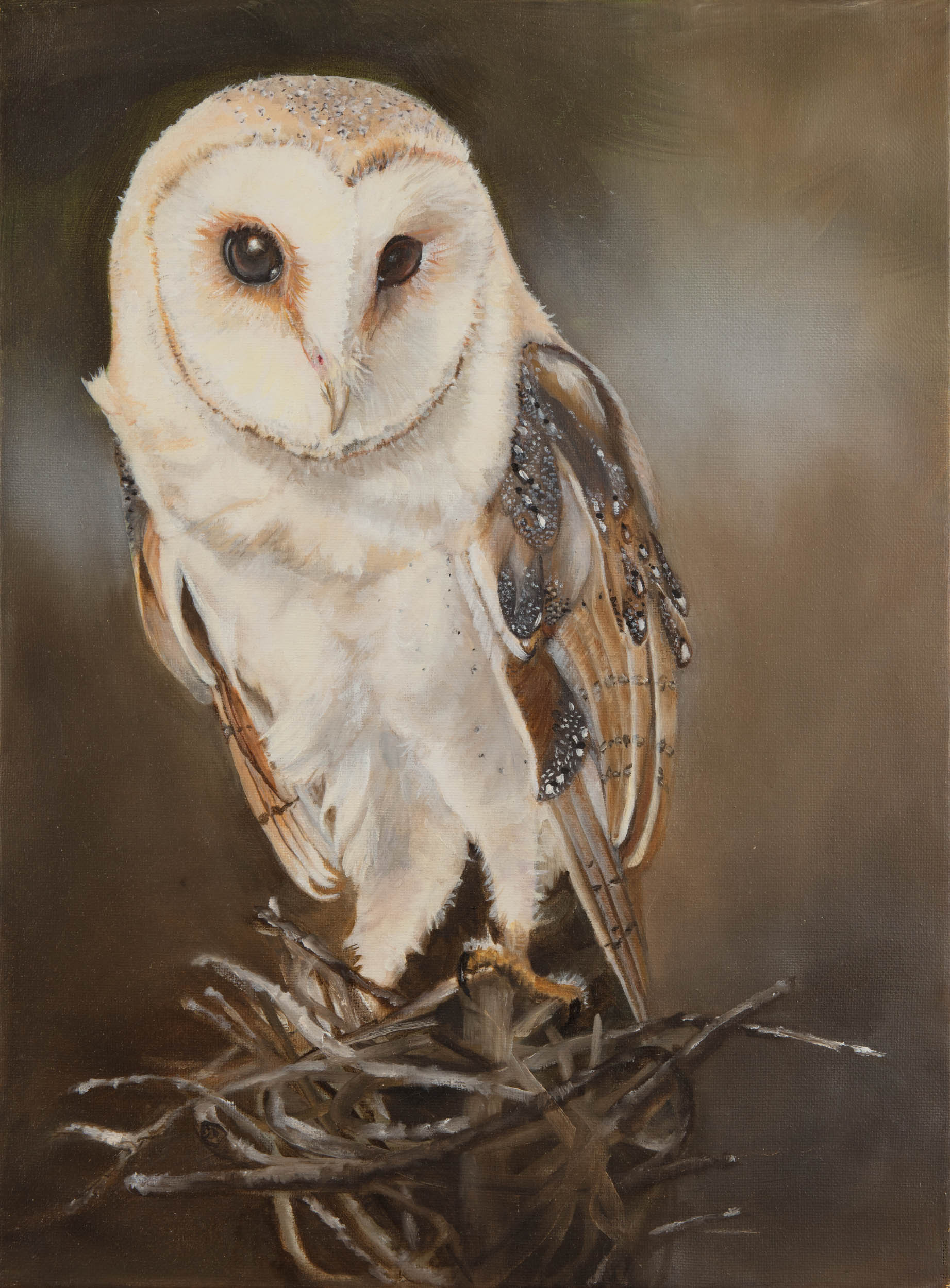 Barn owl aqkfq4