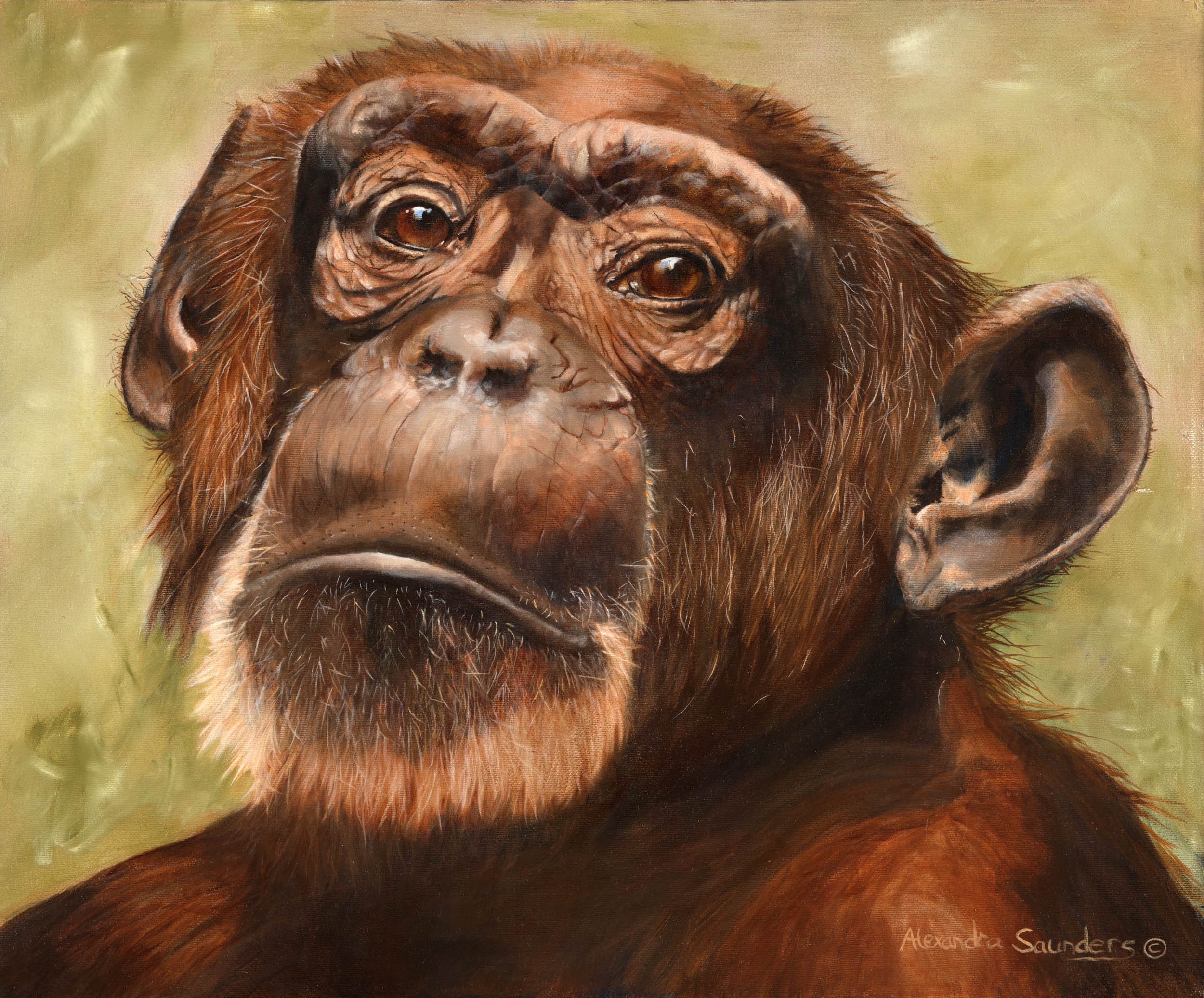 Western chimpanzee charlie hw4la9