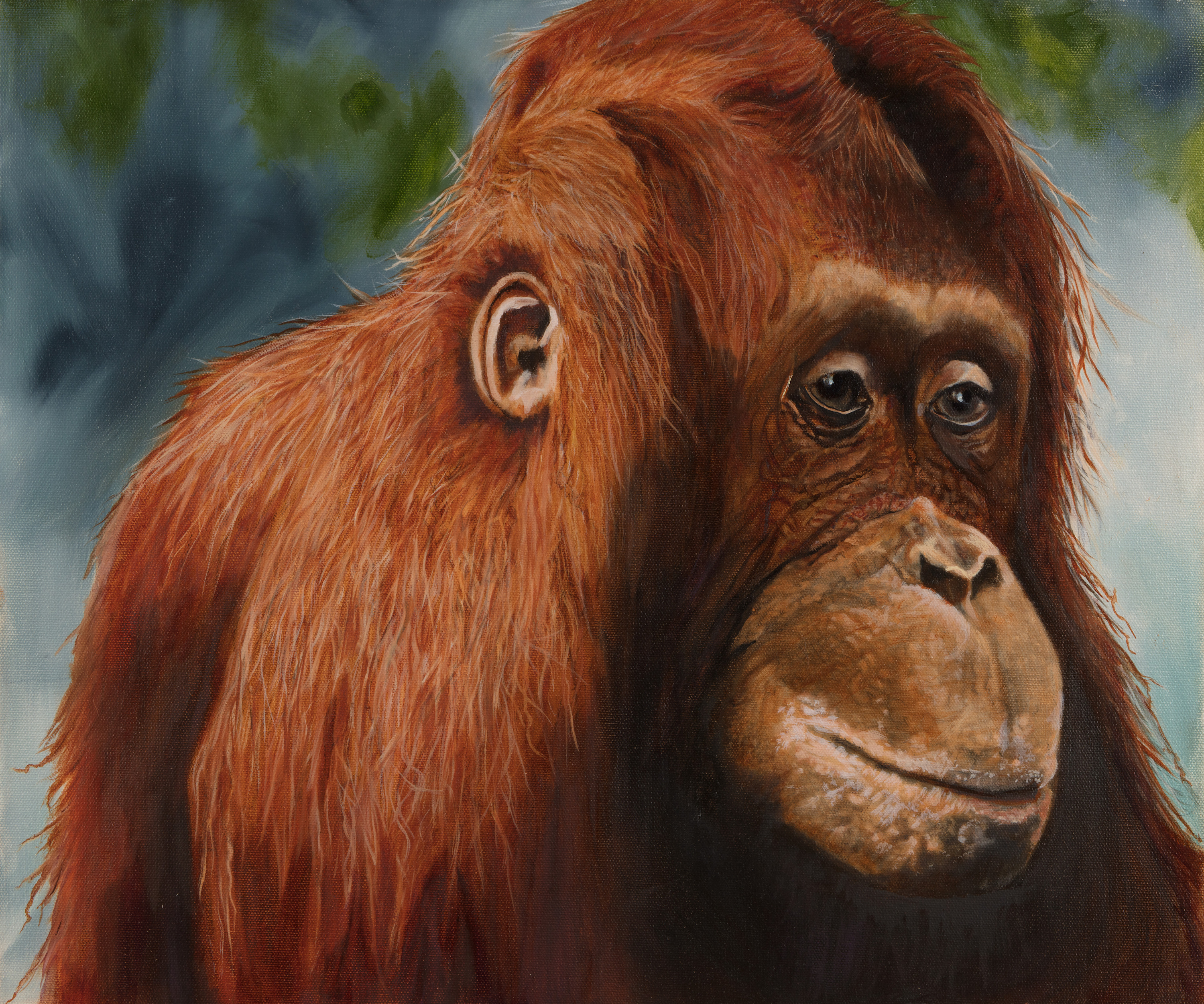 Orangutang princess pgletk