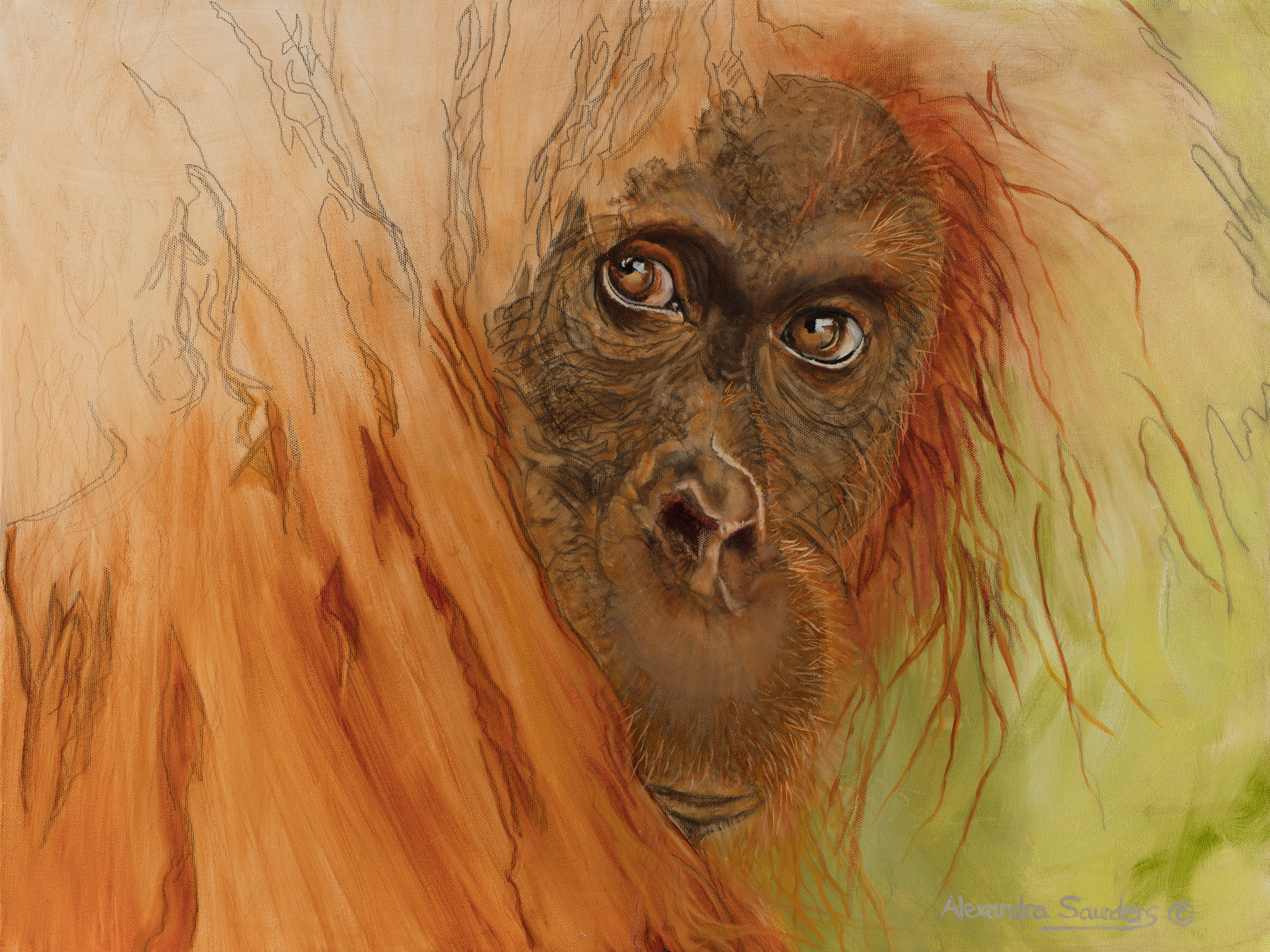 Orangutang missy bvqjeh