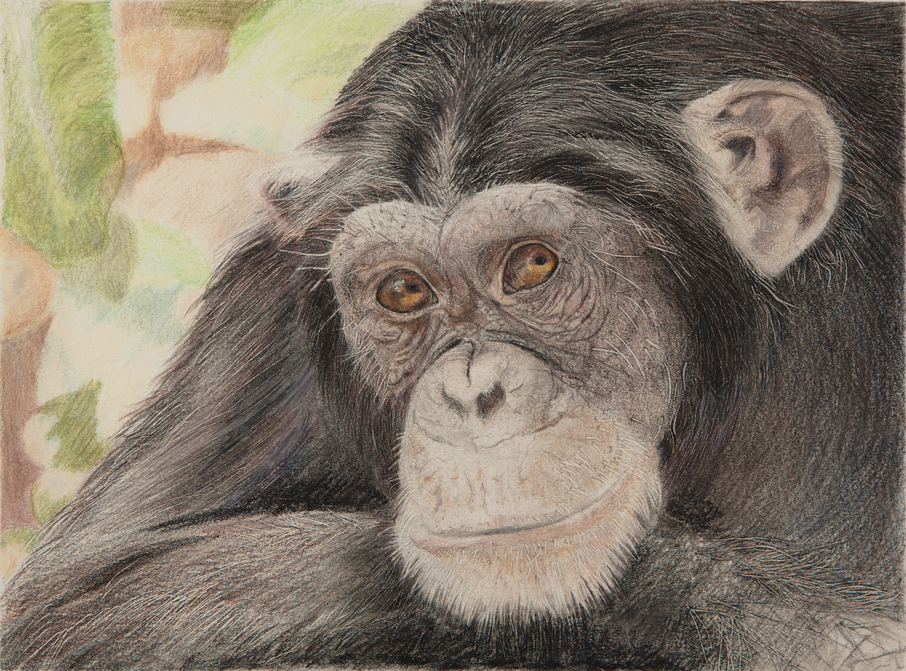 Western chimpanzee sarah wnjsfa