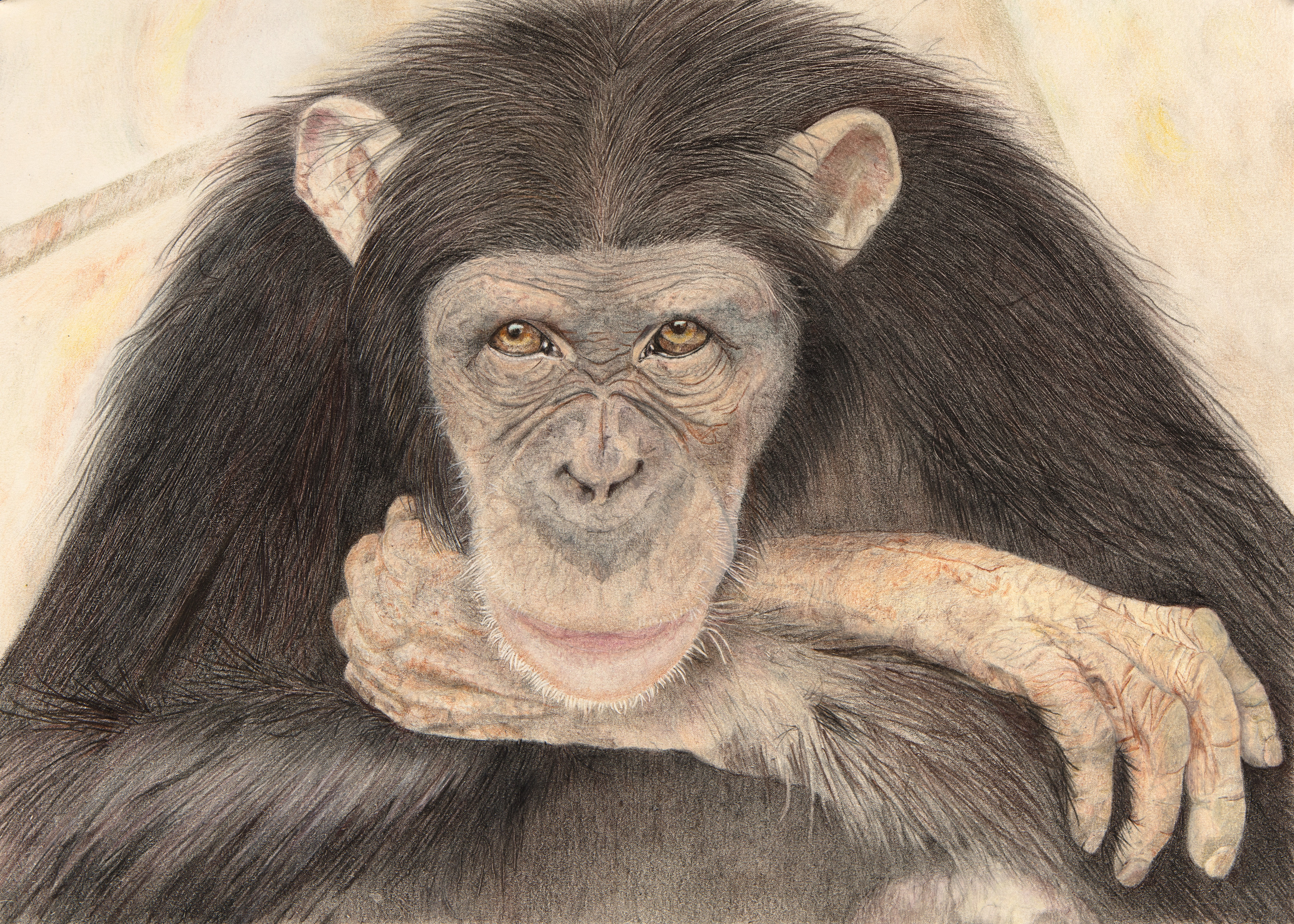 Western chimpanzee lola unhmjx
