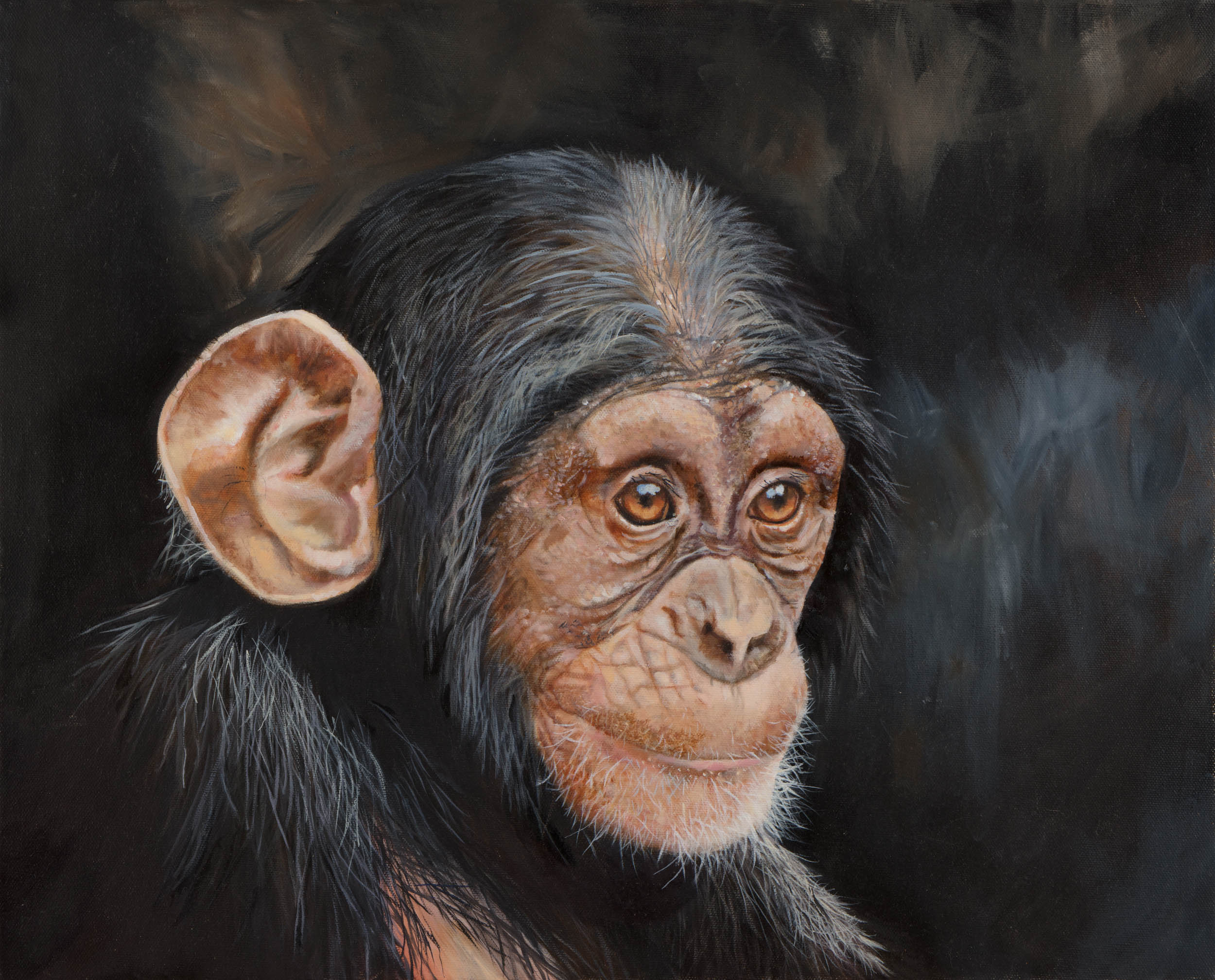 Eastern chimp baby bshmiq