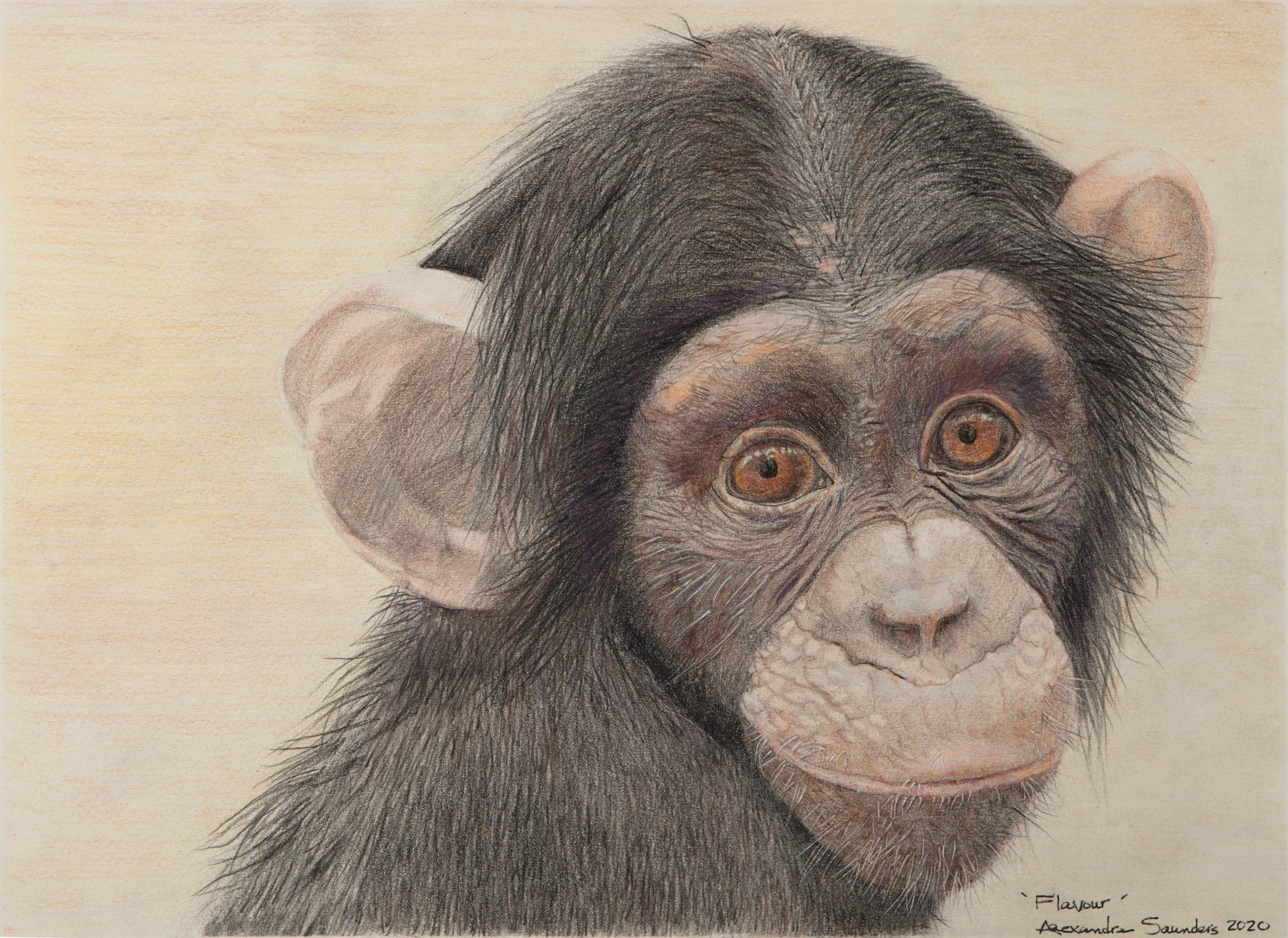 Western chimpanzee babyeyes ziyrjx
