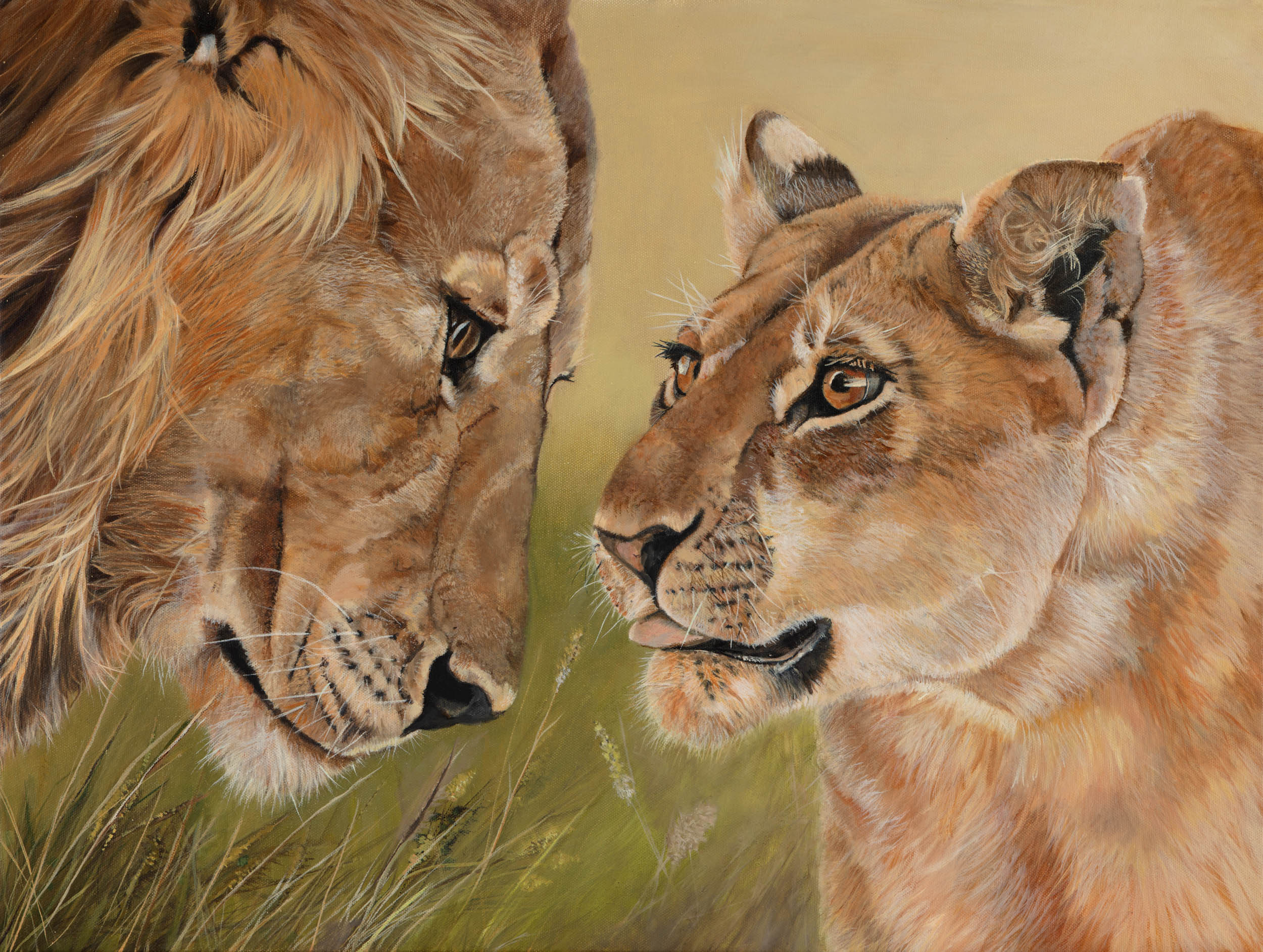 African lions. flower and samson w28sfr