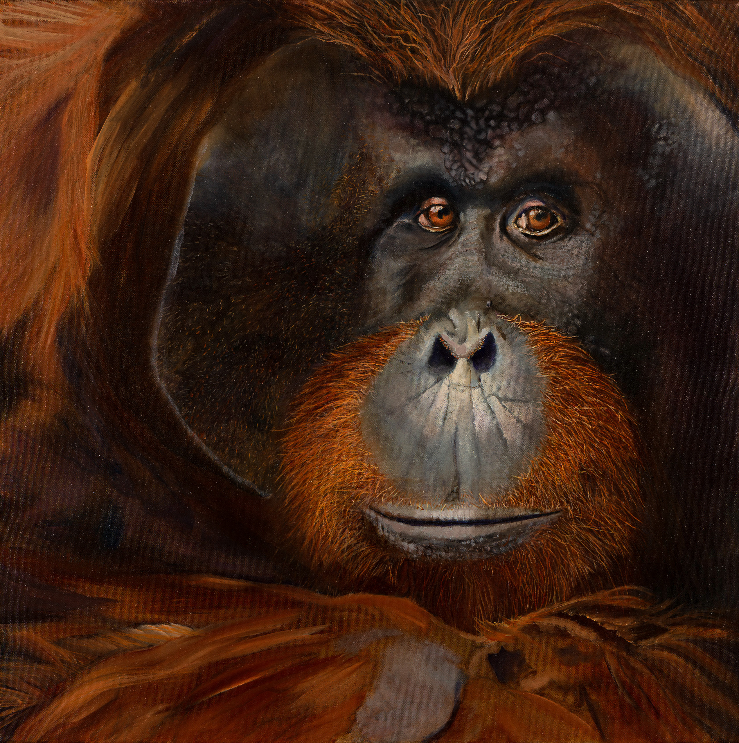 Alexandra saunders   orangutan. bruno tt6rcv rkp9wa