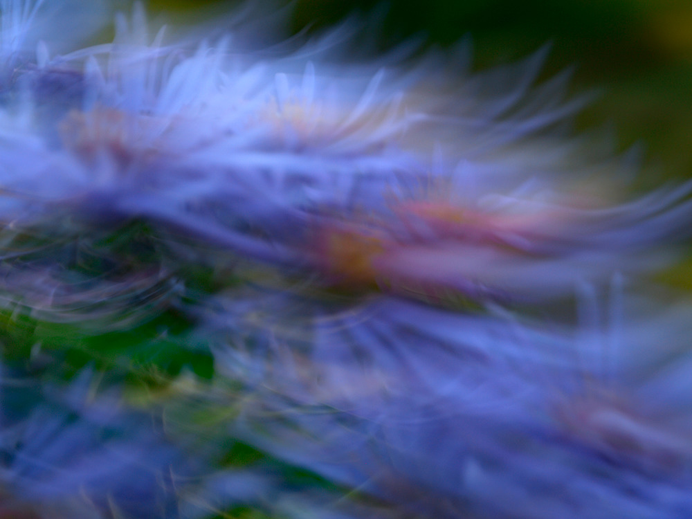 Gomes lavender daisies 1210527adlsadhr viewing uakach