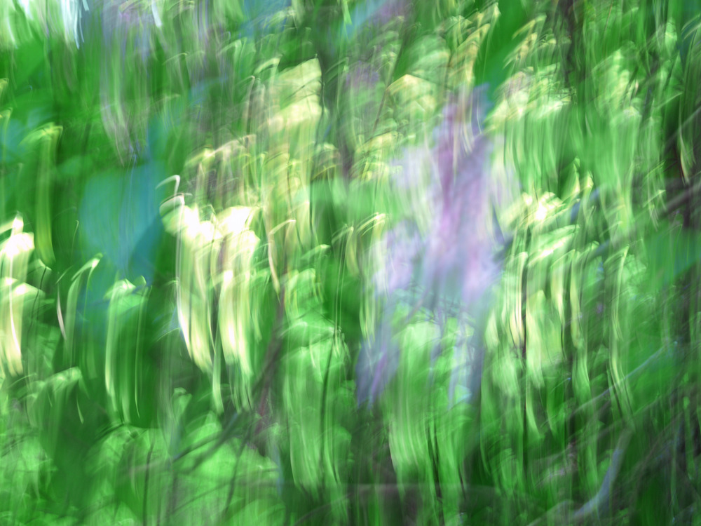 Gomes lilac chasing teal p1310193asf viewing pzip0x