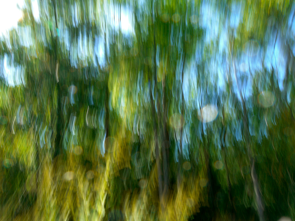 Gomes sea of bush light 1200913adlac viewing ehfgp9