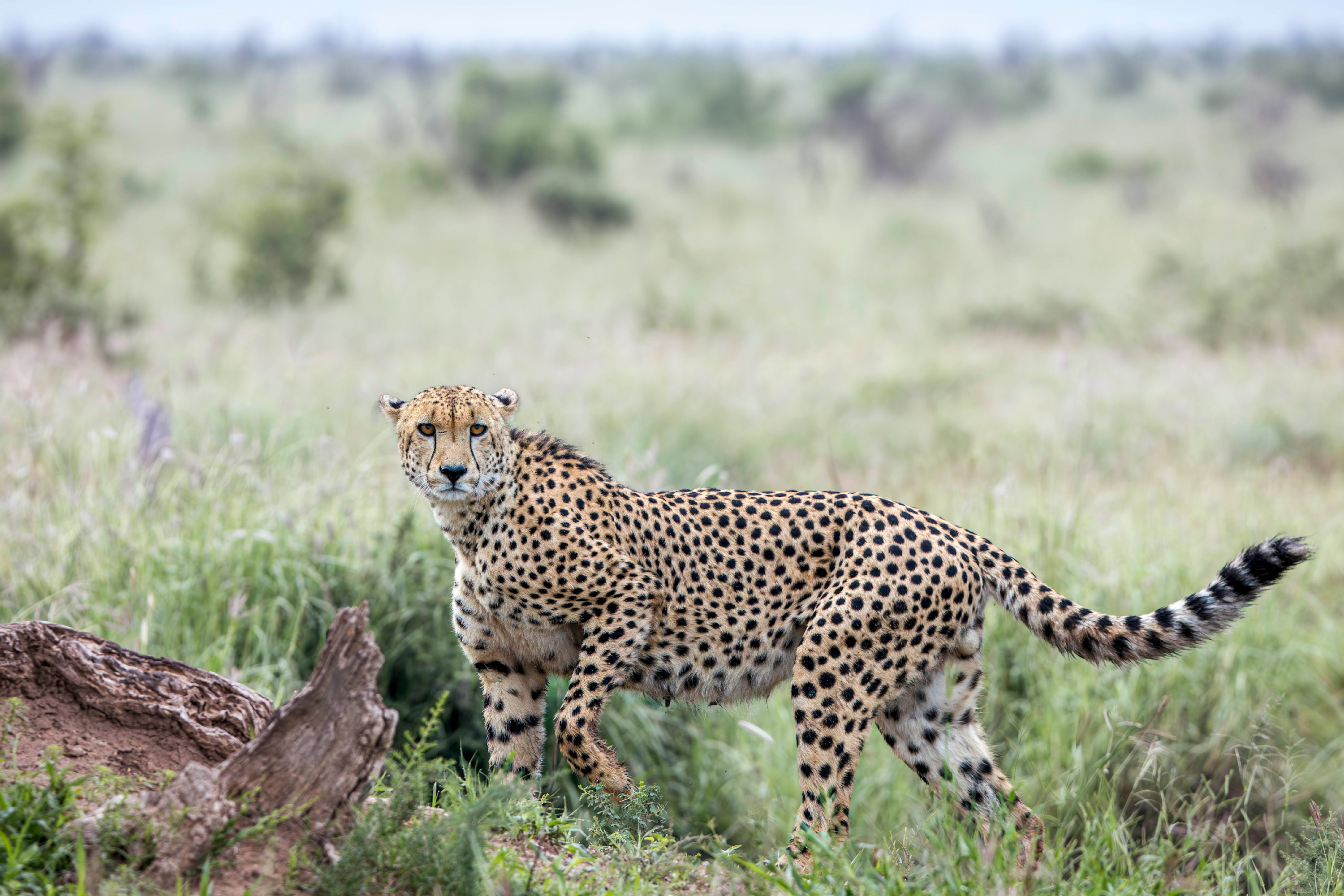 
        <div class='title'>
          Madikwe Slide 4
        </div>
       