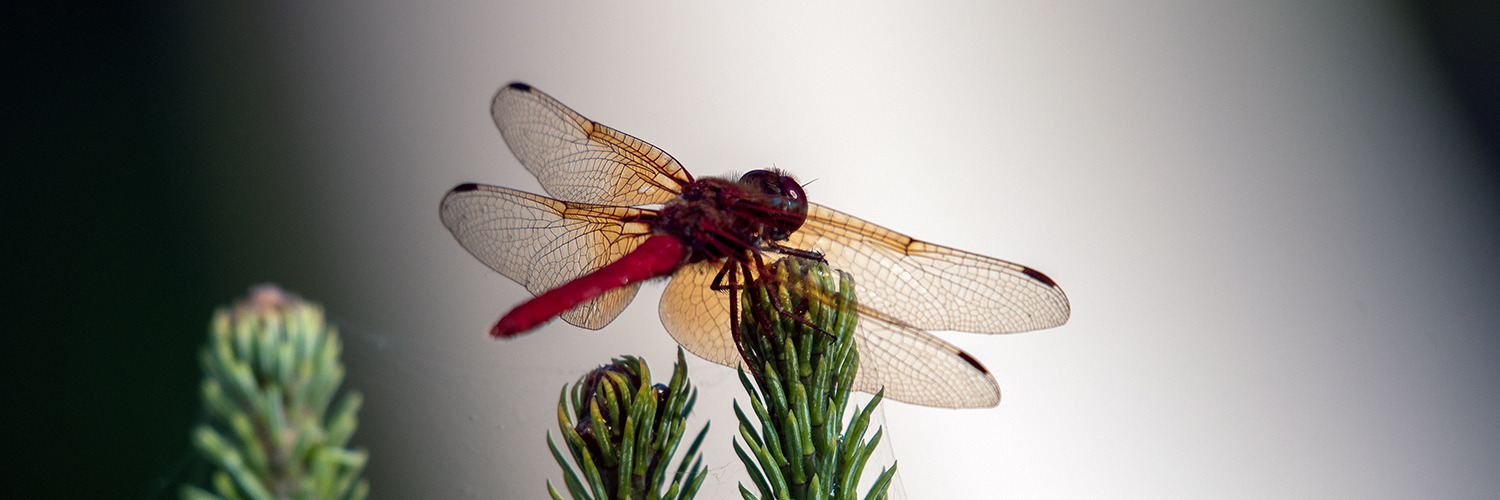 
        <div class='title'>
          Dragon Fly   Billboard
        </div>
       