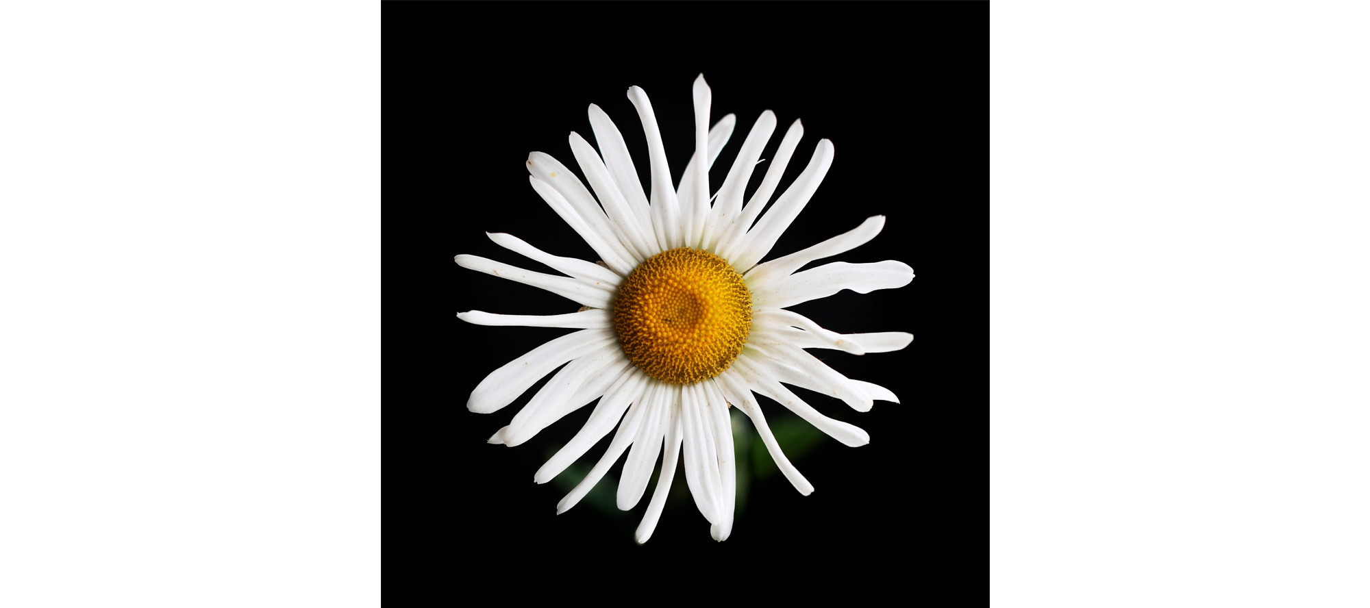 
        <div class='title'>
          Flower
        </div>
       