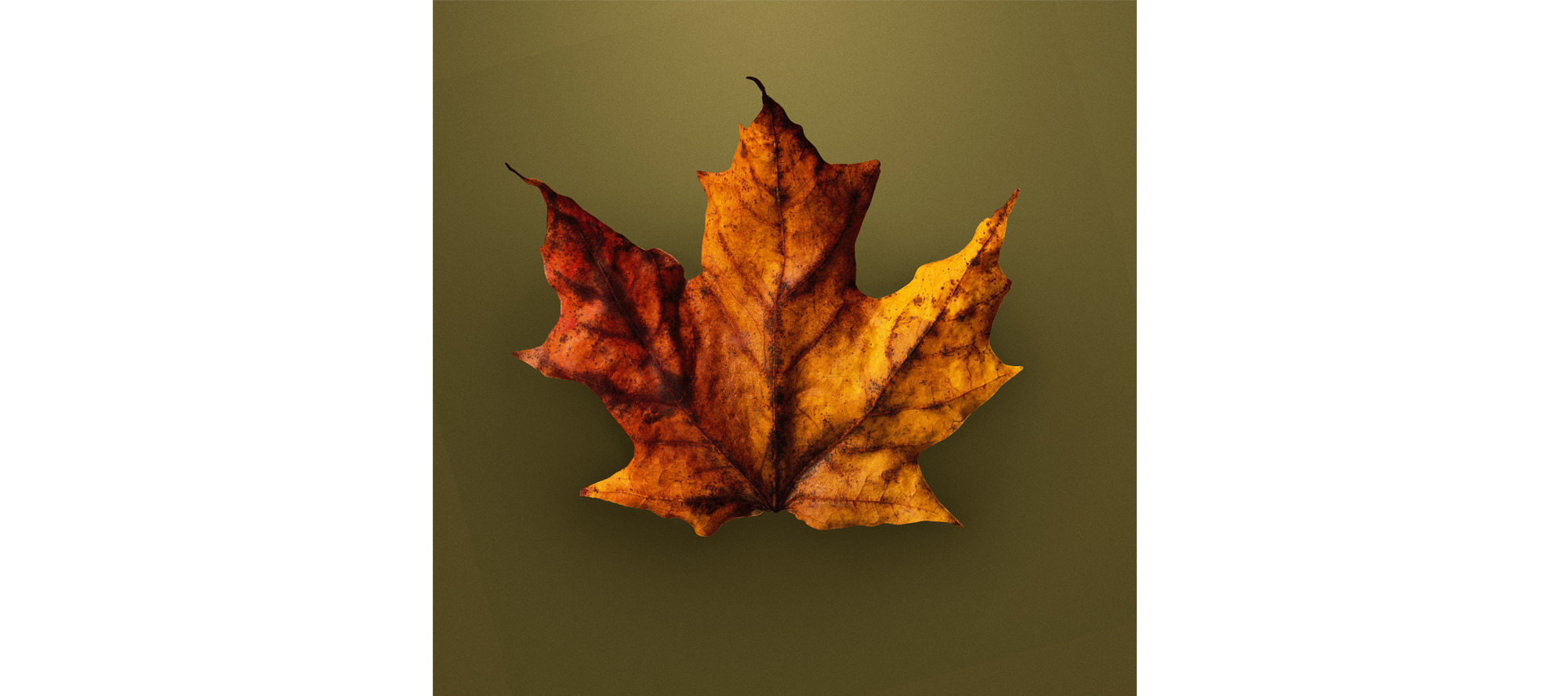 
        <div class='title'>
          AutLeaf
        </div>
       