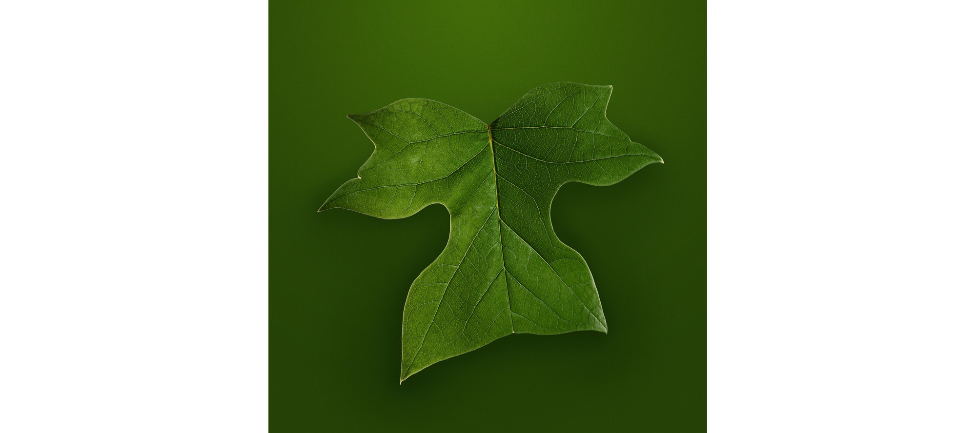 
        <div class='title'>
          springL
        </div>
       