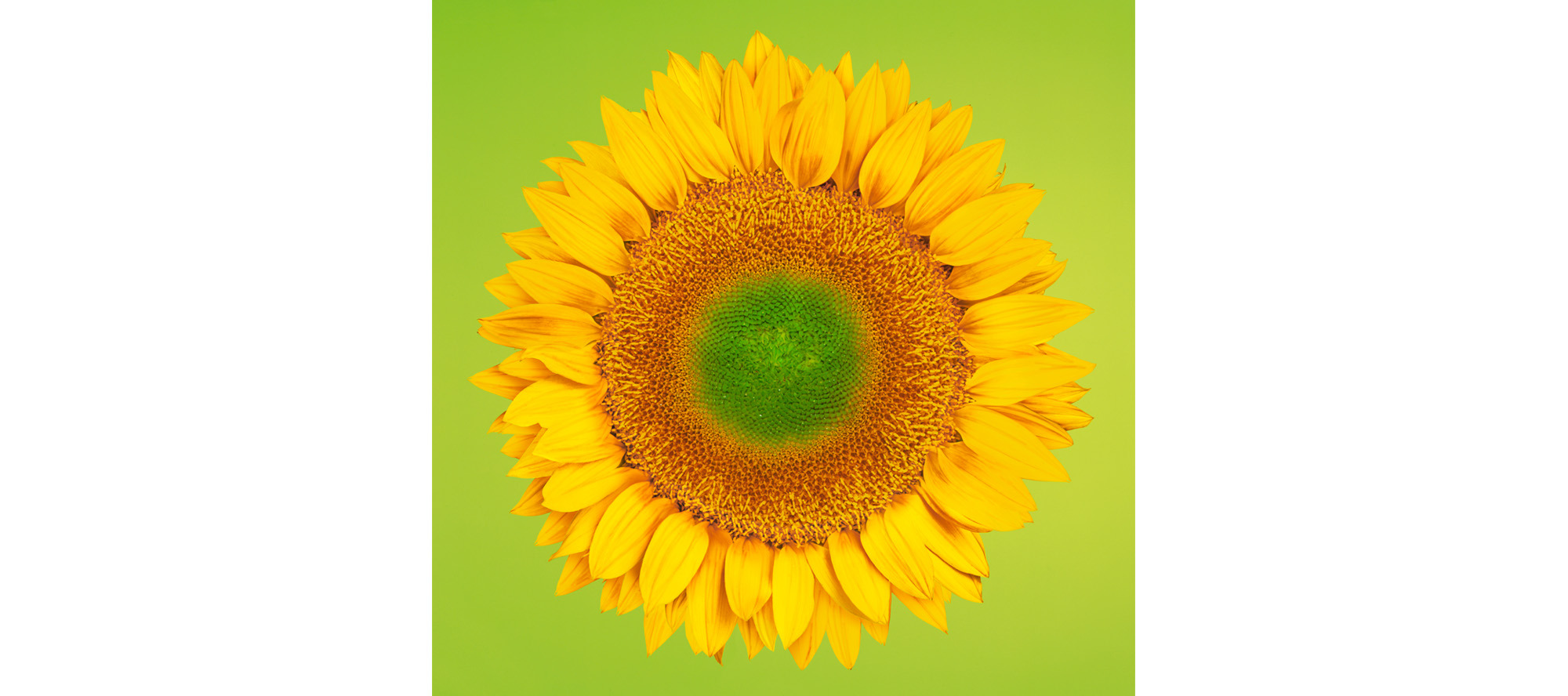 
        <div class='title'>
          sun2
        </div>
       