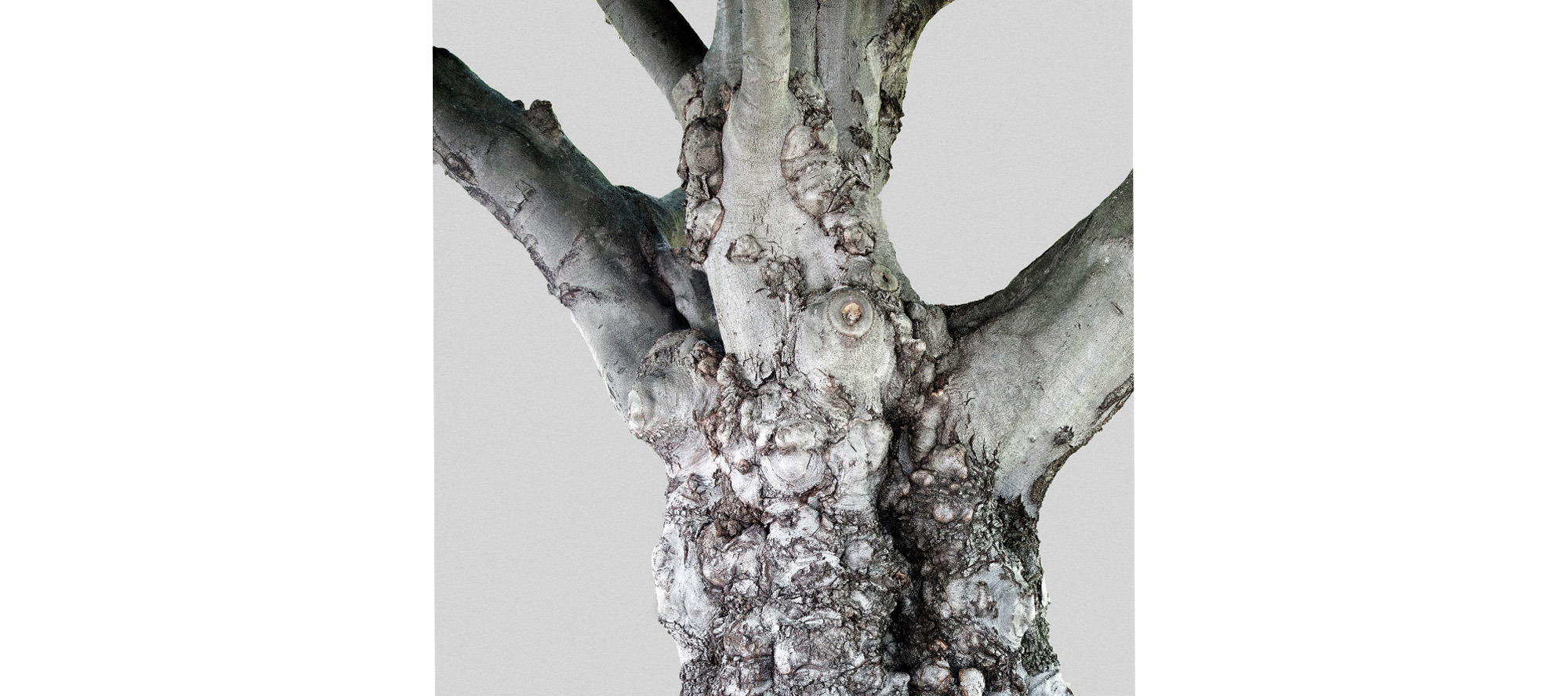 
        <div class='title'>
          trunk
        </div>
       