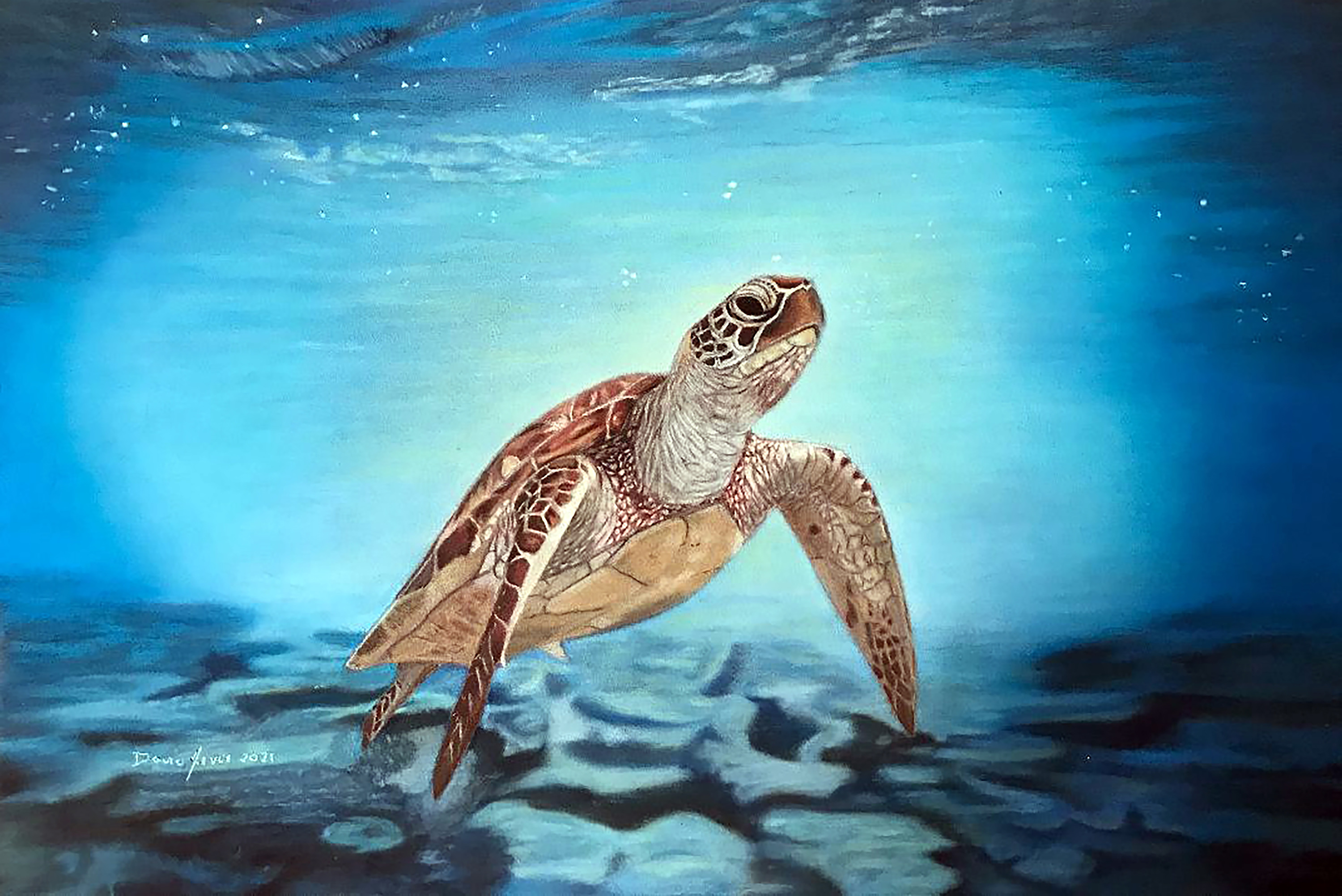 Dave nevue   drifting sea turtle   special edition 8 x 10 matted print   60 vb4kpm