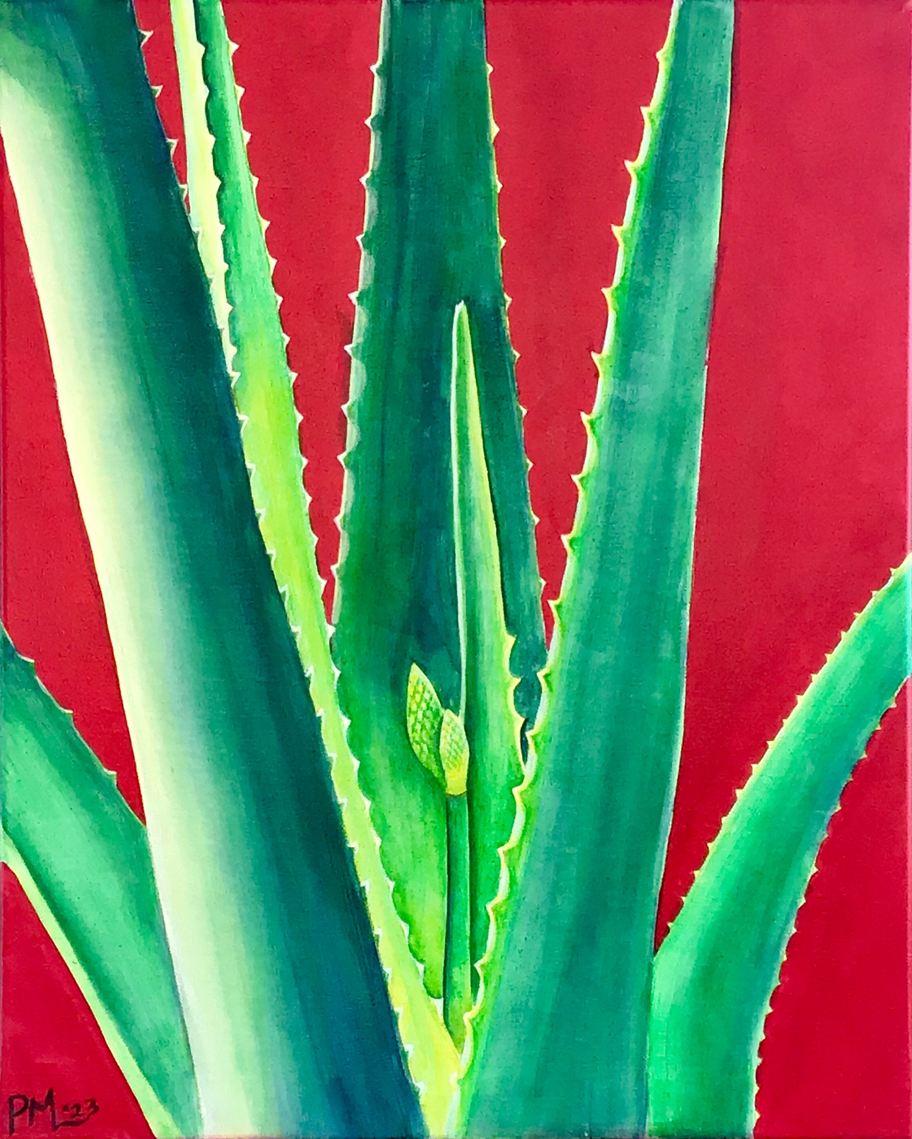 Aloe vera wnmofo