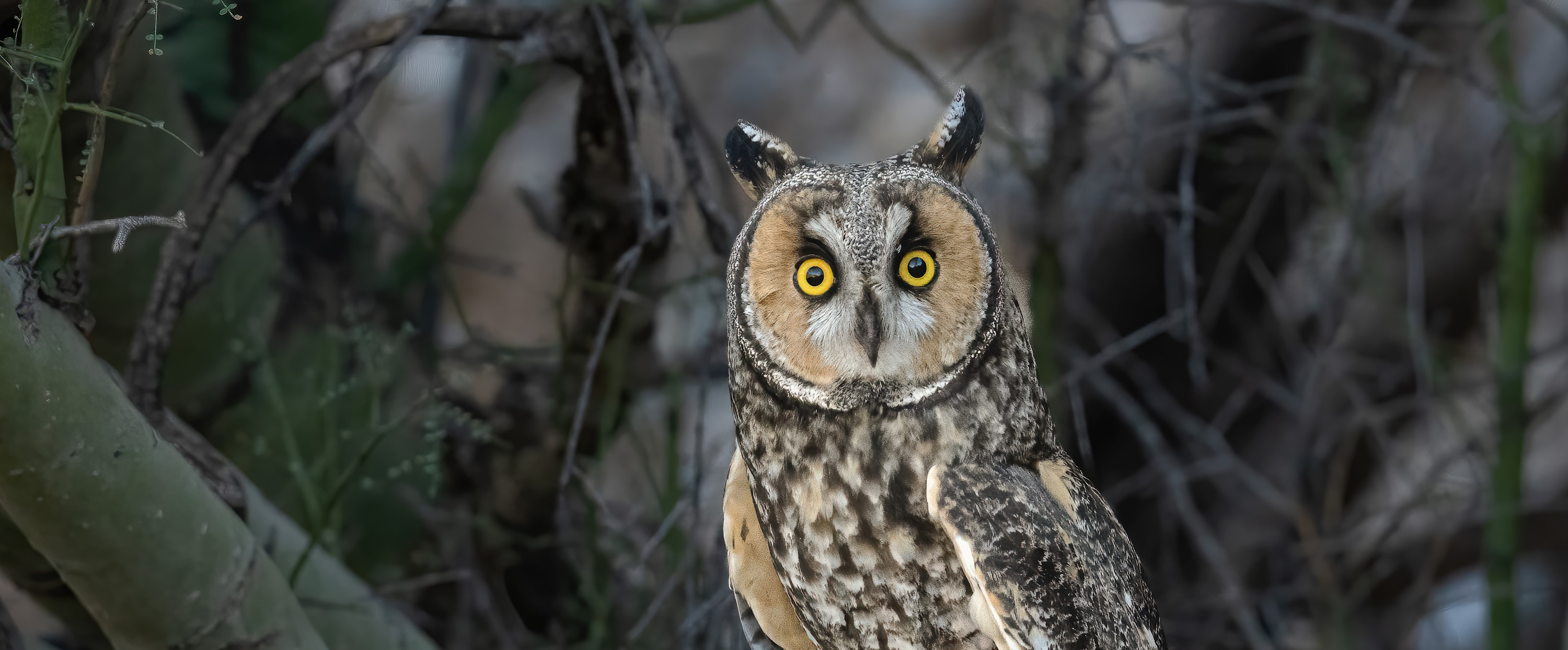 
        <div class='title'>
          Jim Ripley   Long eared Owl w prey   0210 vqrglx
        </div>
       