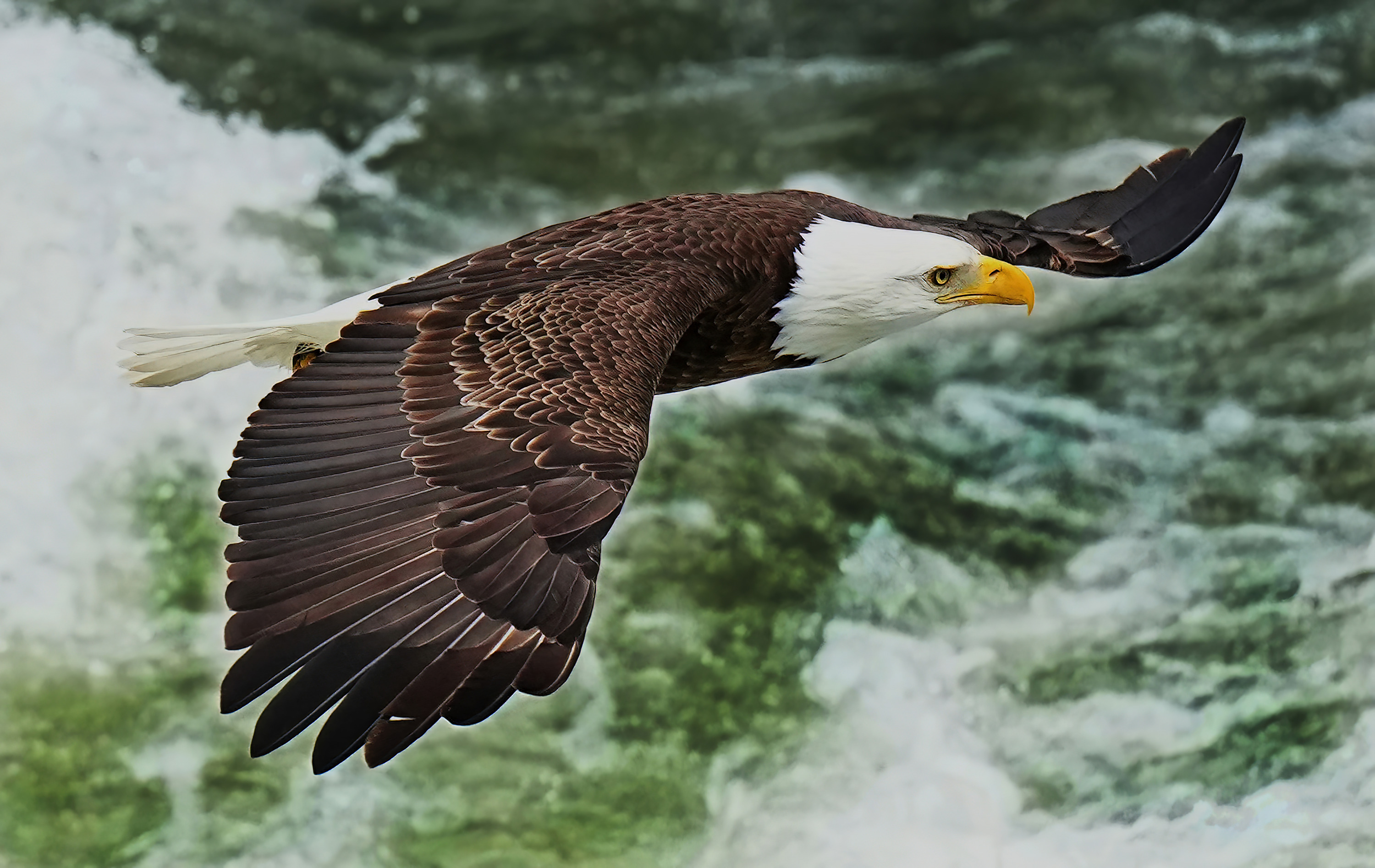 
        <div class='title'>
          TRINITY BALD EAGLE 08914
        </div>
       
        <div class='description'>
          
        </div>
      