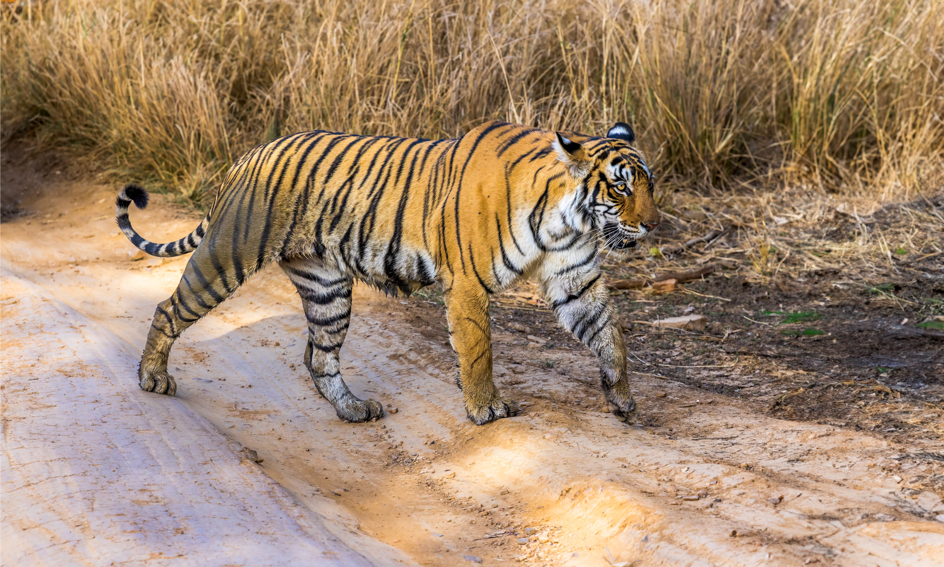 
        <div class='title'>
          Roaming Majesty
        </div>
       
