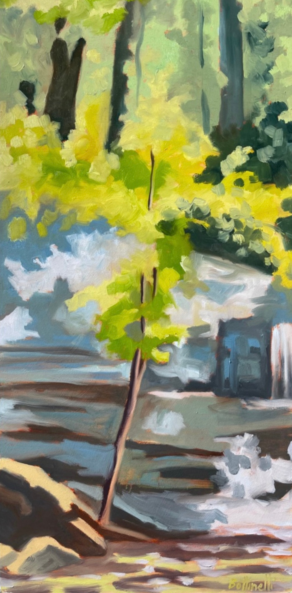 Tree at hooker falls y6b5js