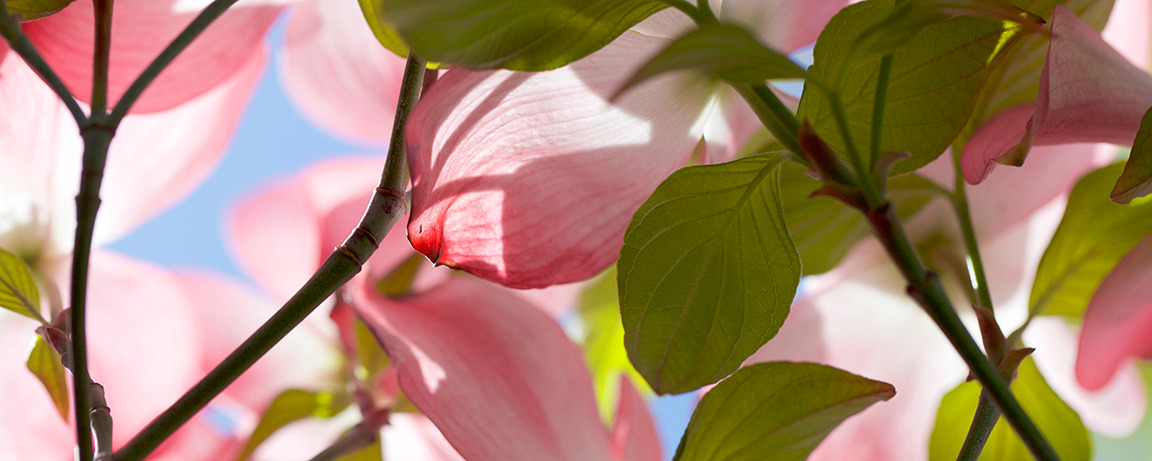 
        <div class='title'>
          DOGWOOD
        </div>
       