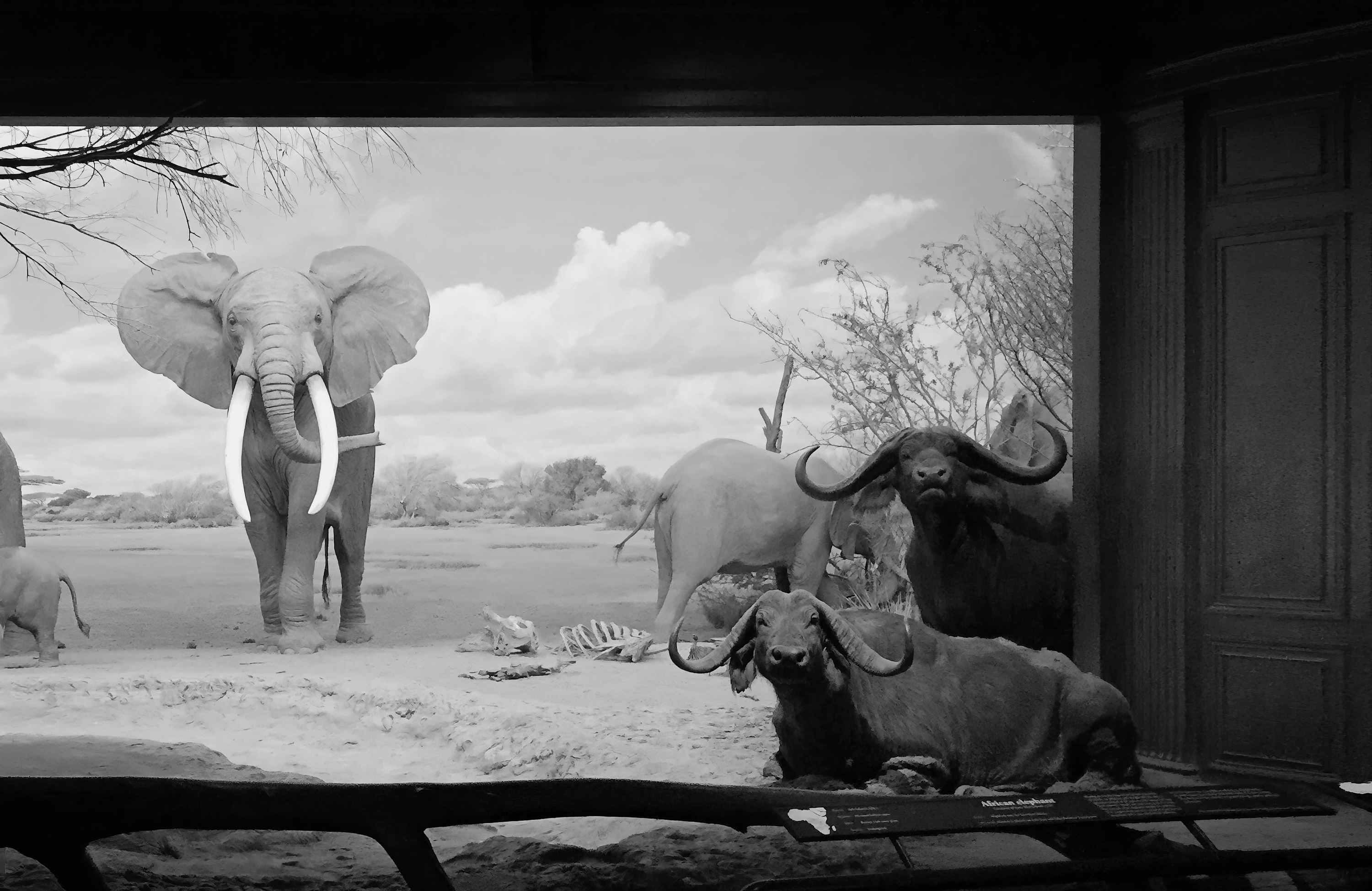 
        <div class='title'>
          AFRICAN ELEPHANT MUSEUM SM BW
        </div>
       
        <div class='description'>
          
        </div>
      