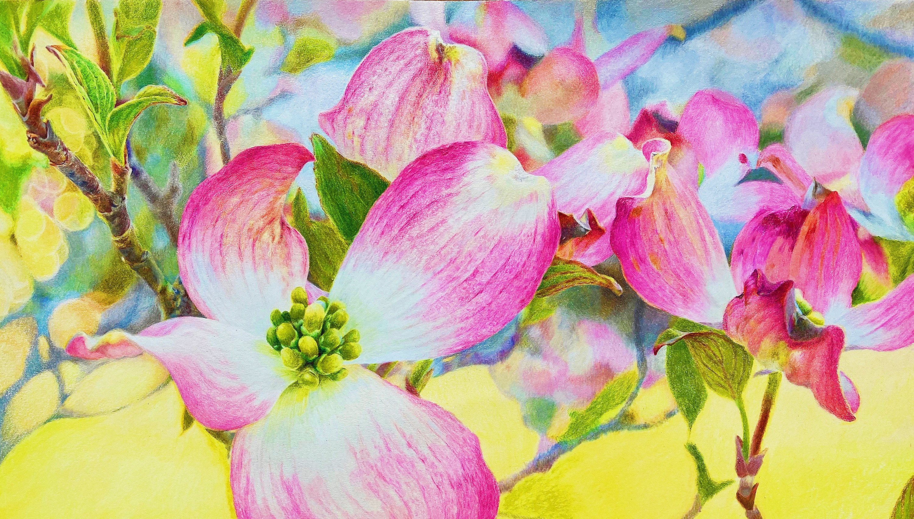 Coloredpencil blossoming 12x16  3988 helenyangmfa oykl1d