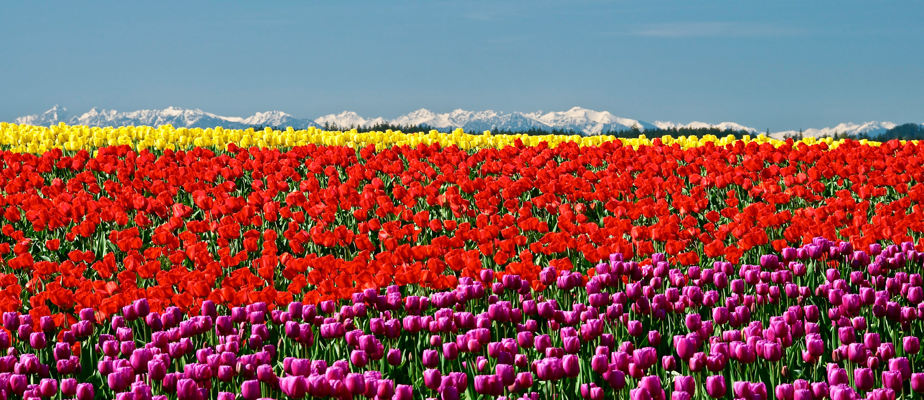 
        <div class='title'>
          Olympic Tulips
        </div>
       
        <div class='description'>
          
        </div>
      