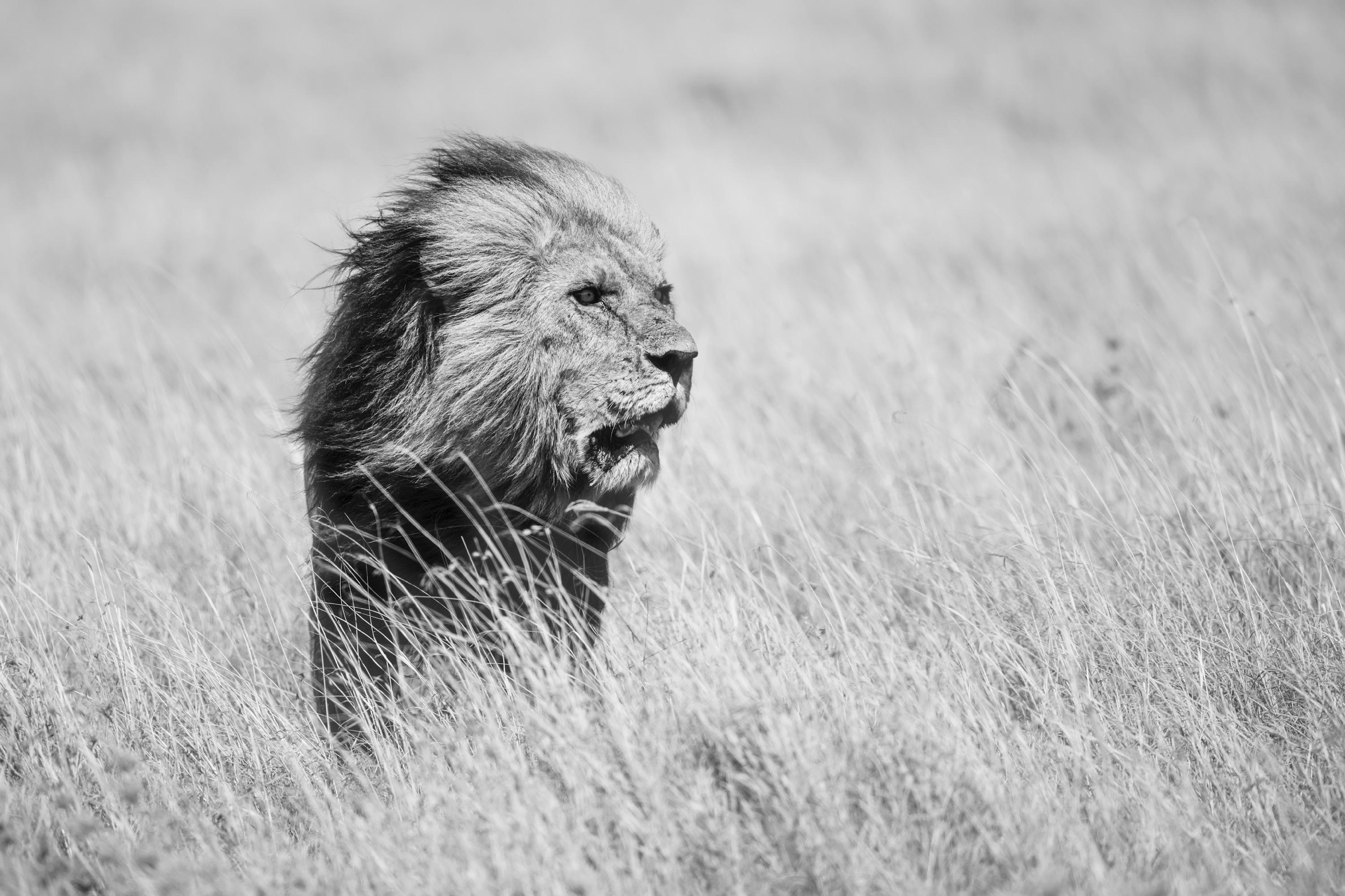 
        <div class='title'>
          Ferocious
        </div>
       