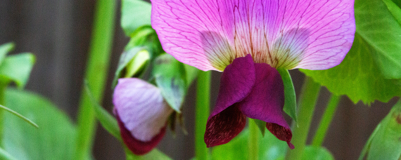 
        <div class='title'>
          PEA FLOWER BANNER
        </div>
       