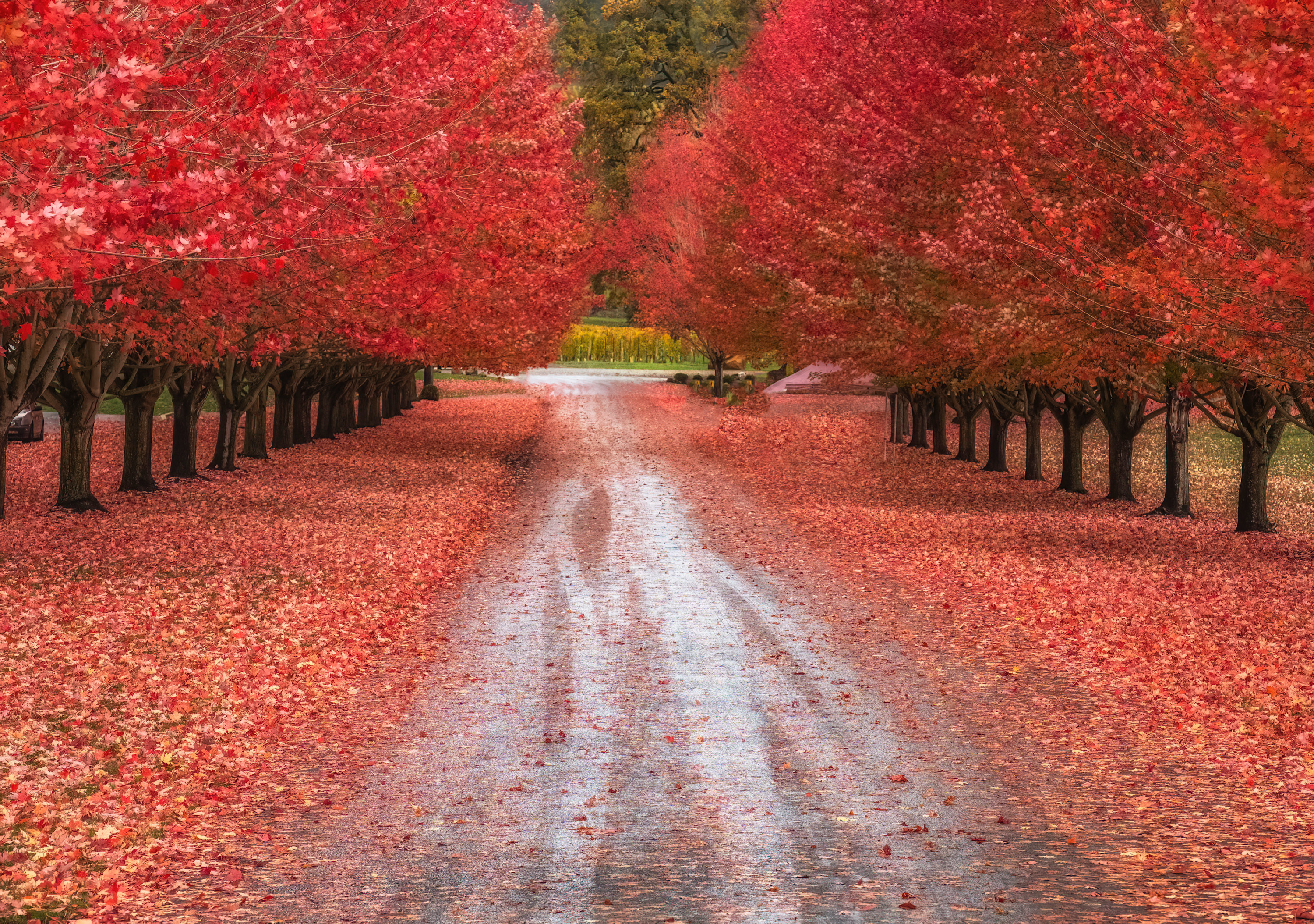 
        <div class='title'>
          Hillsboro  Oregon  Fall  Colors 2 copy znnlt3 igmki7
        </div>
       
        <div class='description'>
          
        </div>
      